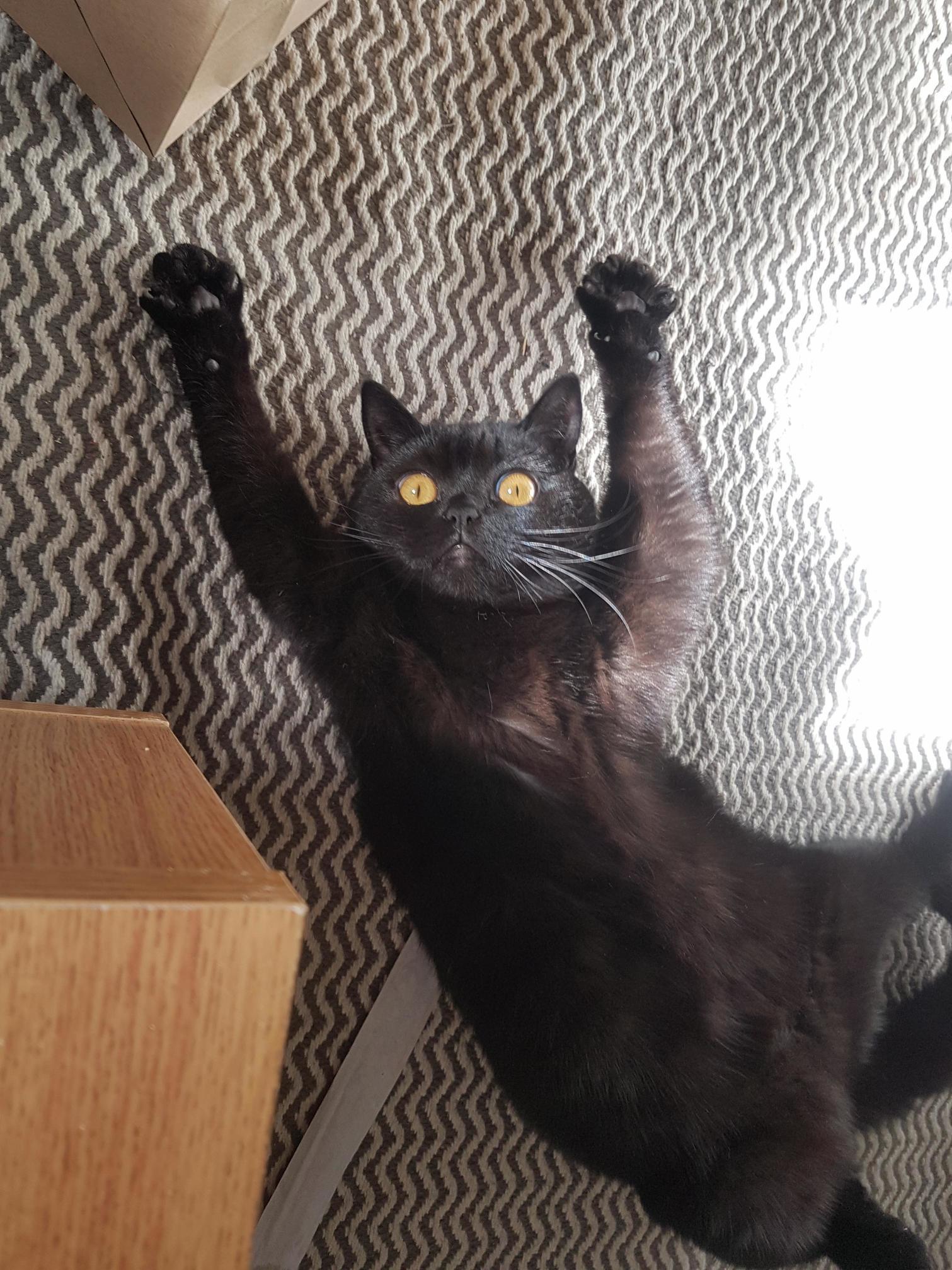 My Cat Being Weird