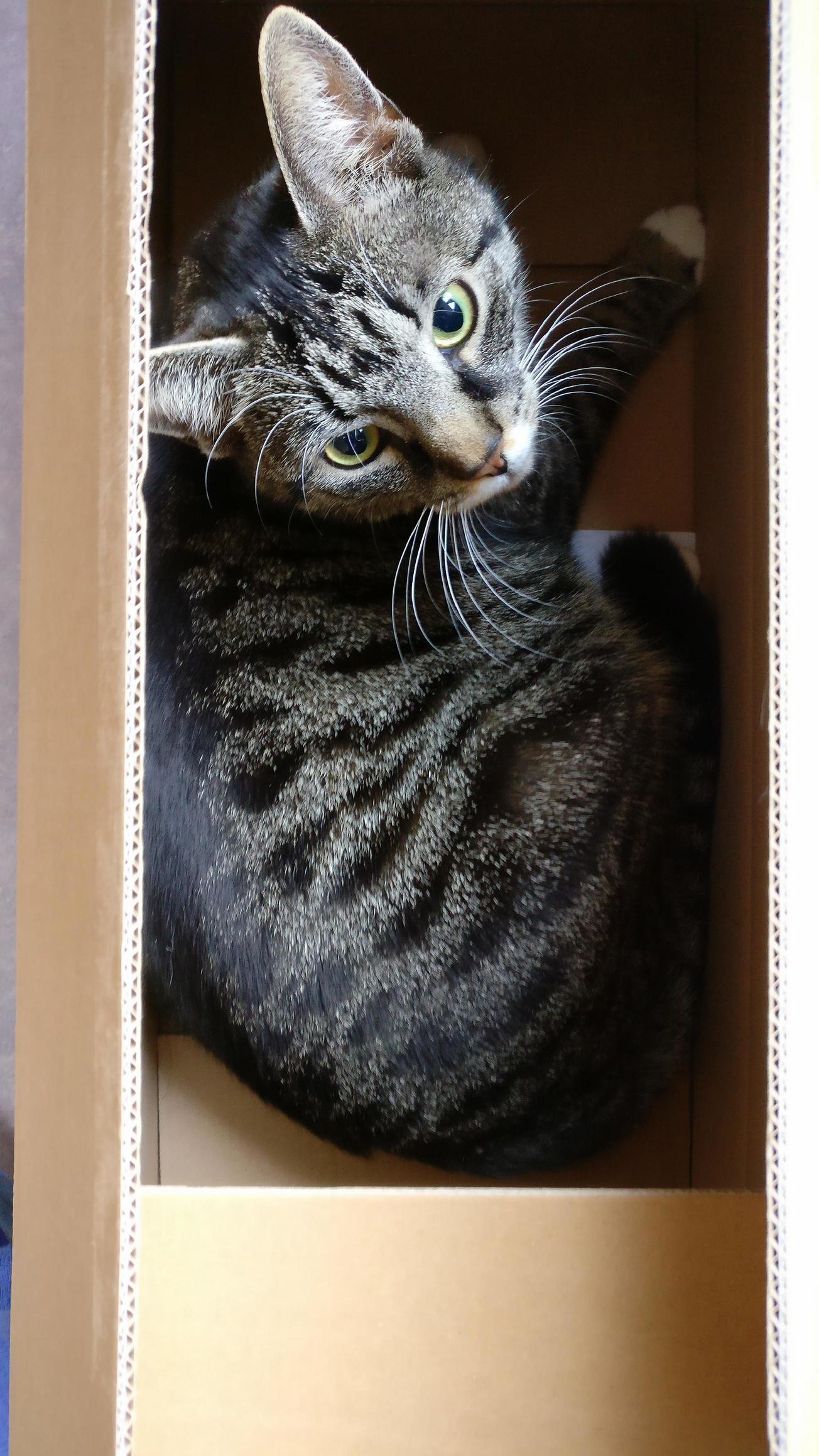 My Cat in a Box!