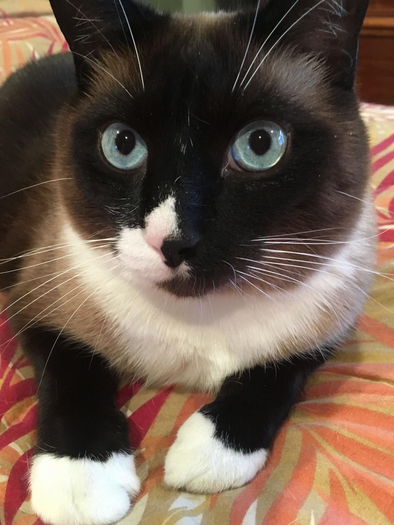 My Cat Is Better Looking Than I Am