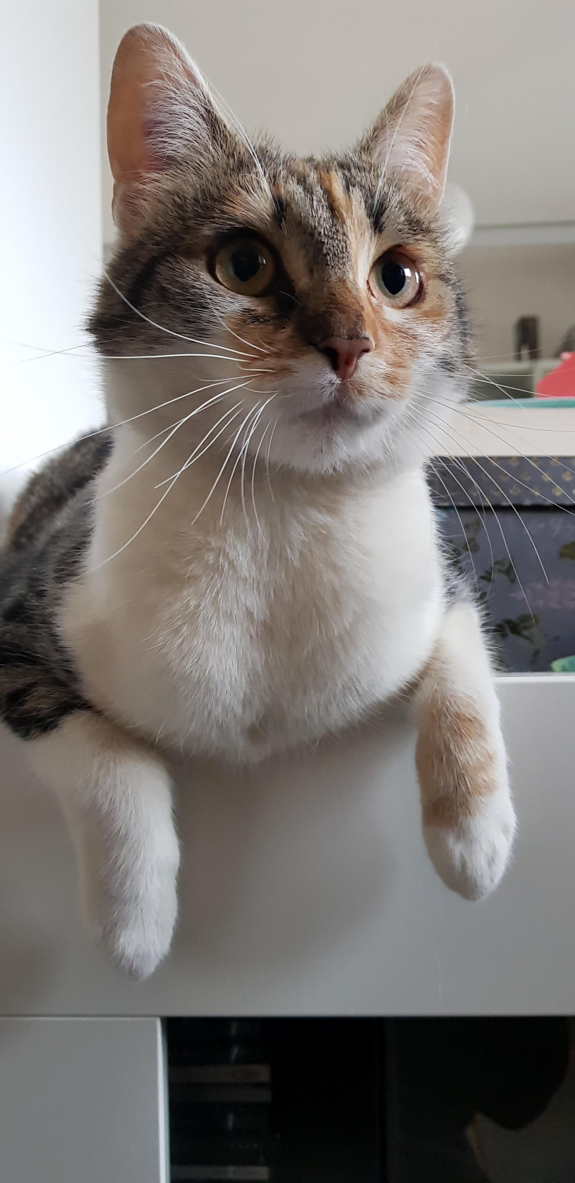 My Cat Is Just Weird...and Cute