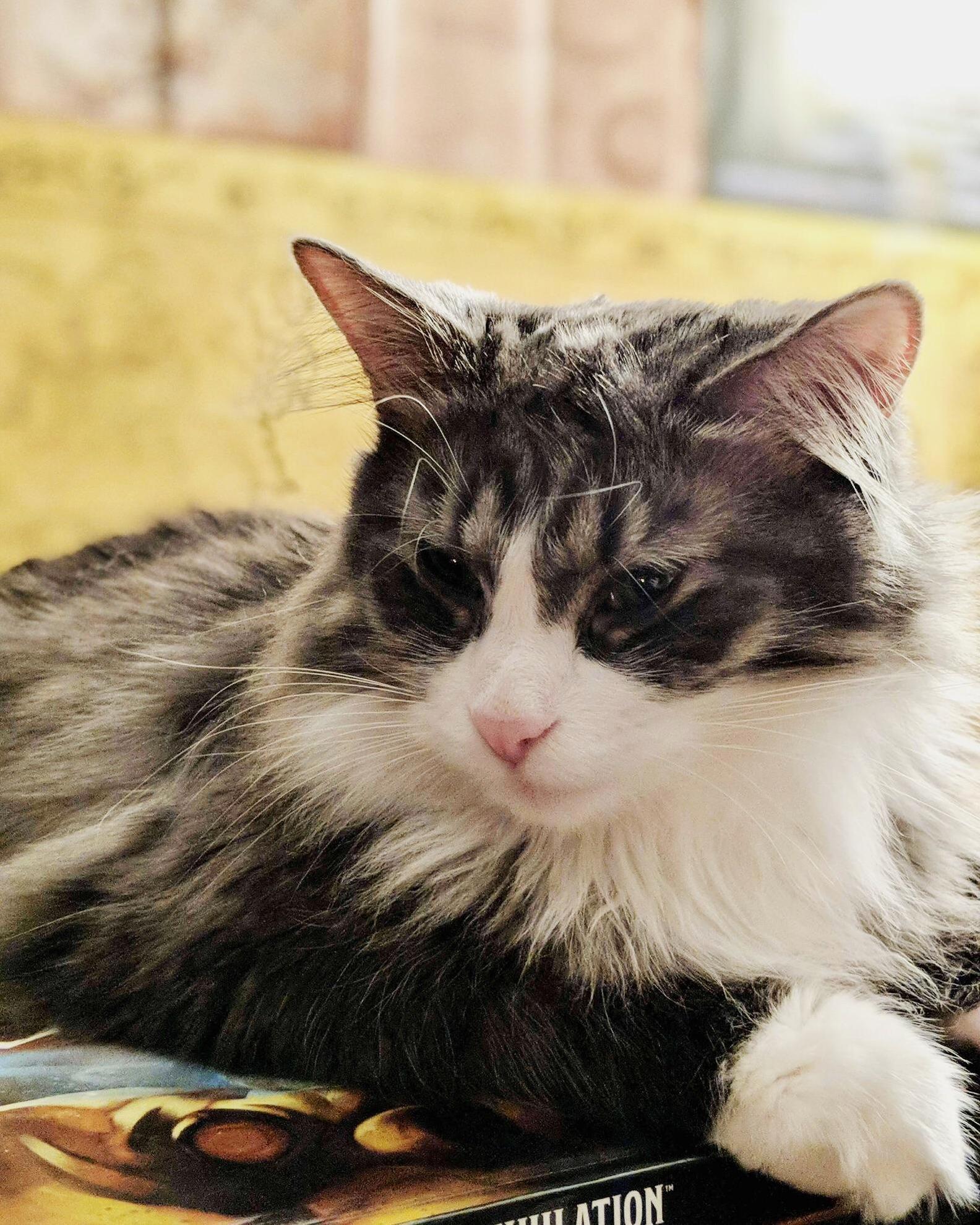 My Cat Is More Attractive Than Ill Ever Be.