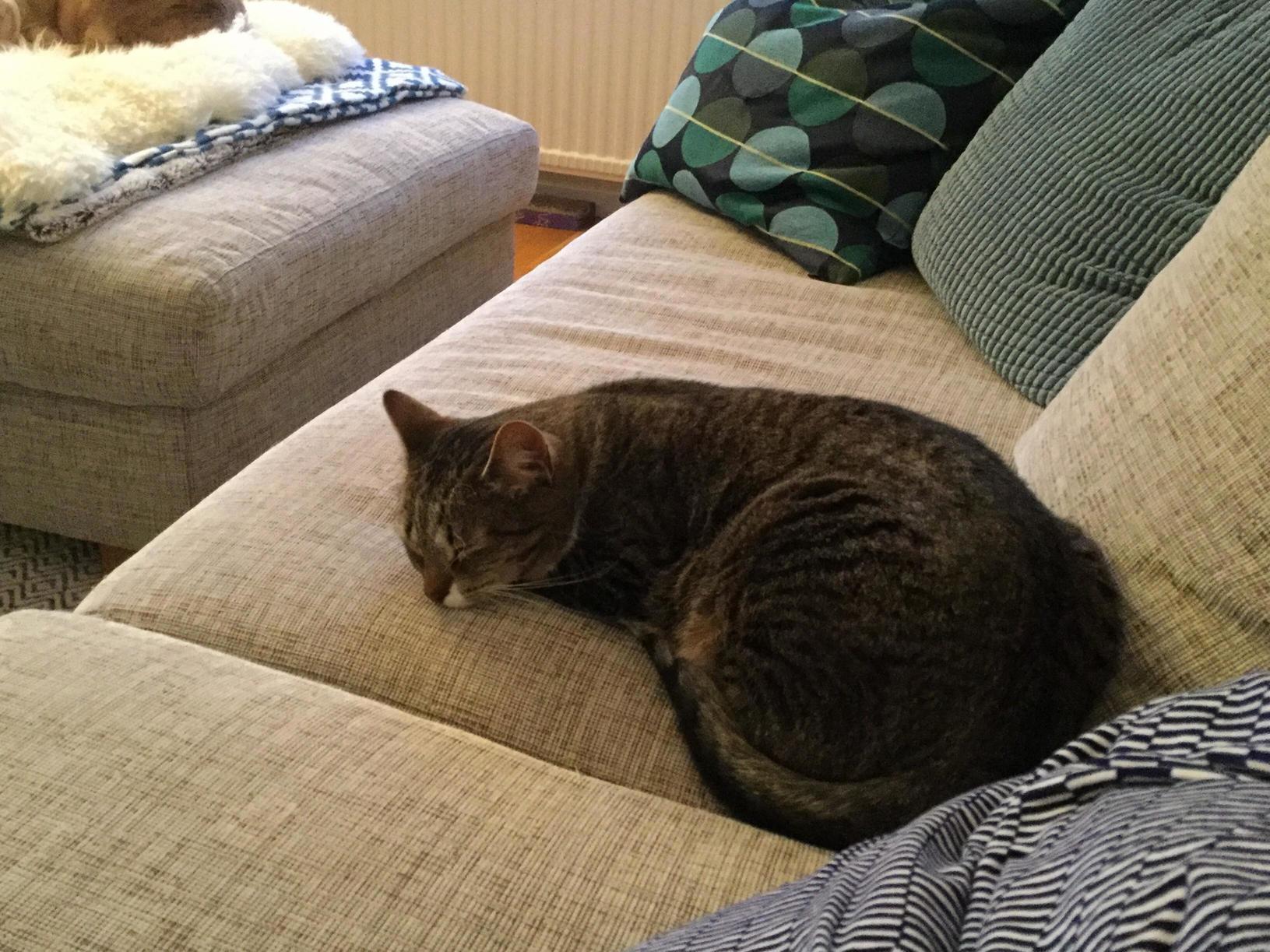 My Cat Is Sleepy