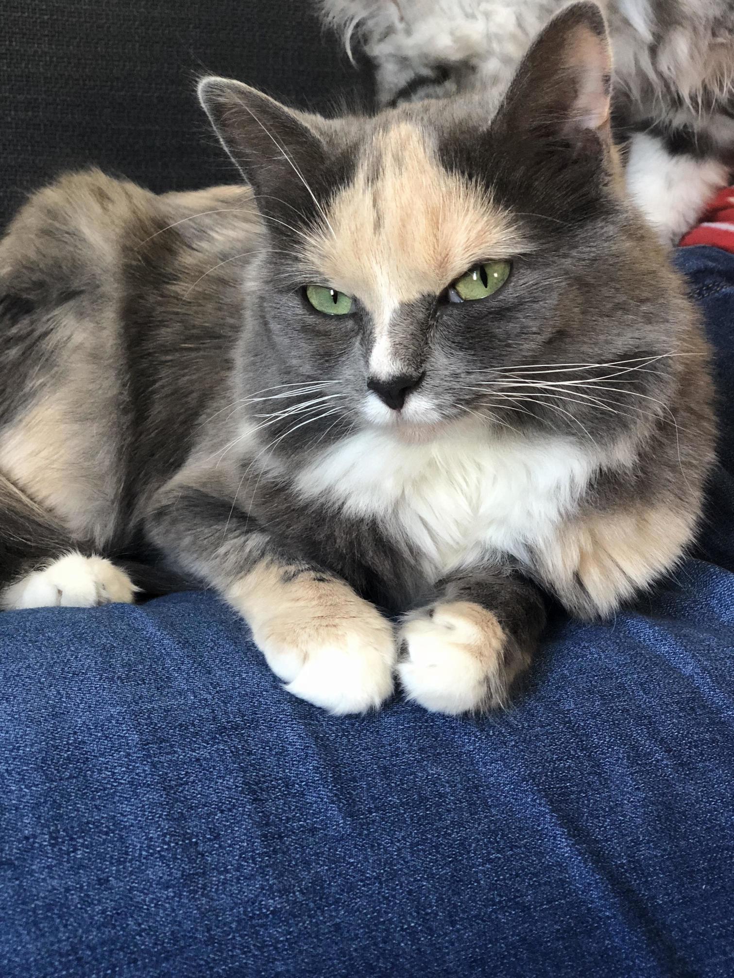 My Cat Just Looks So Smug.