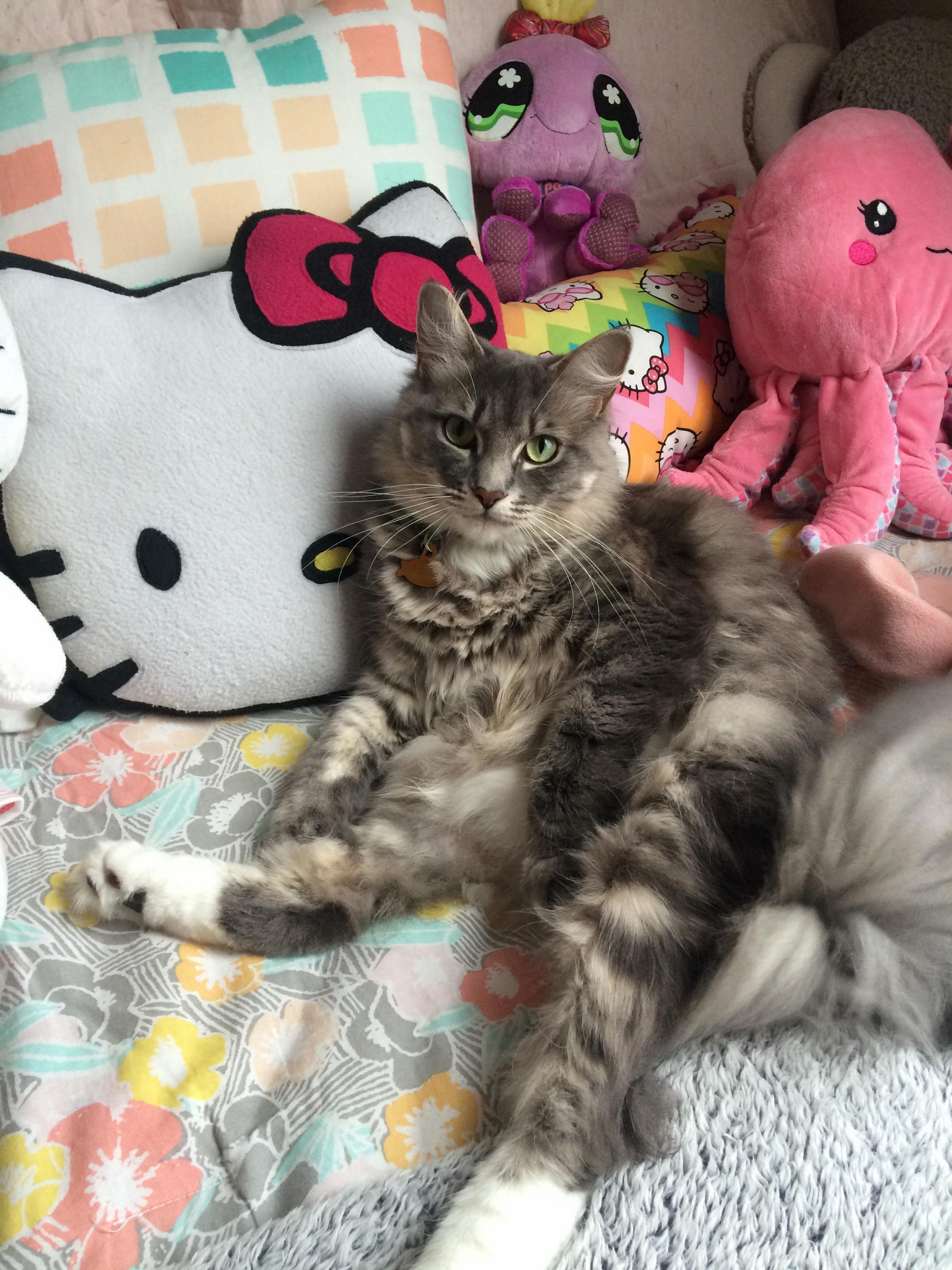 My Cat Likes to Sit Like People