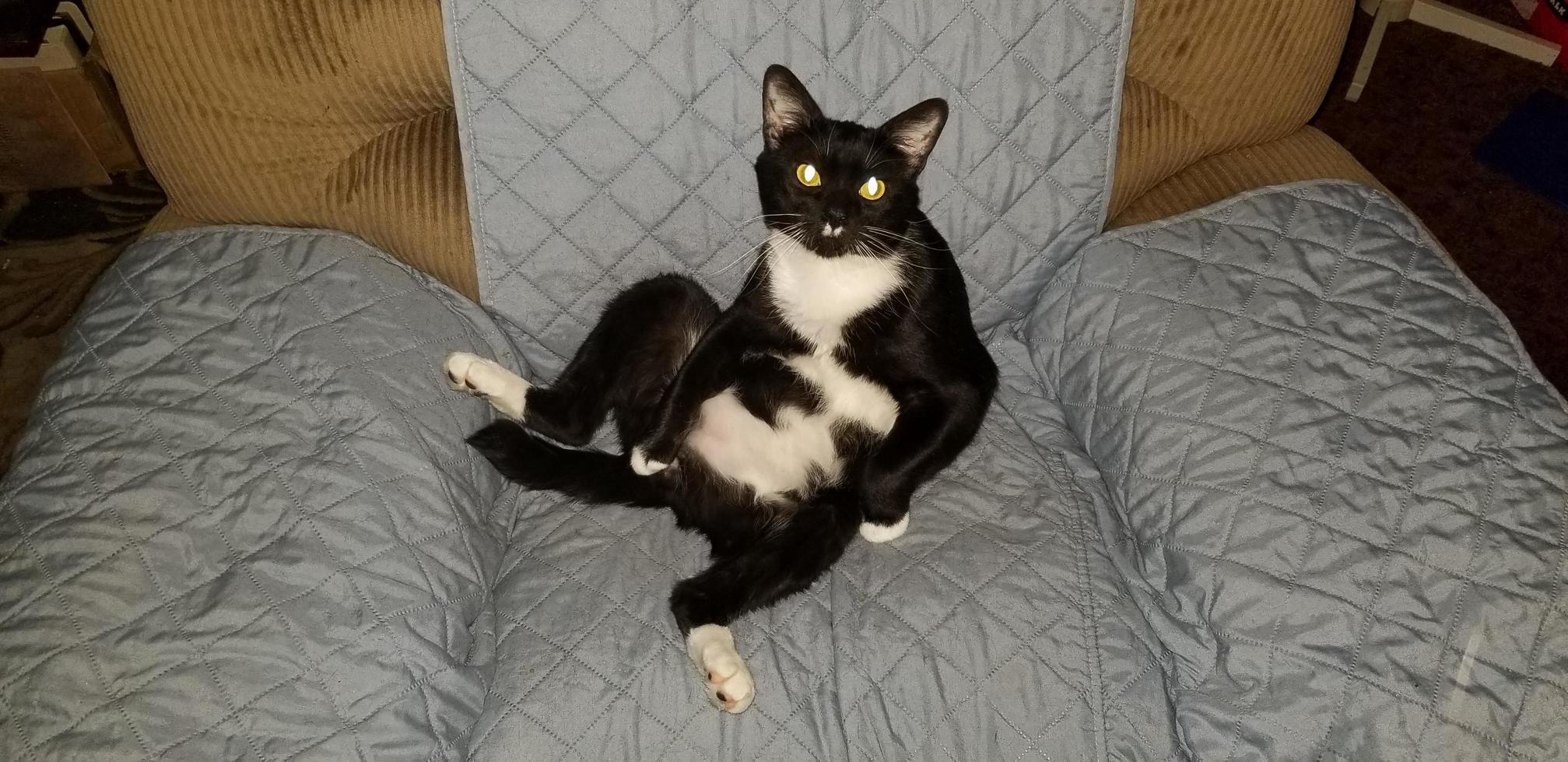 My Cat Rambo Doing the Al Bundy.