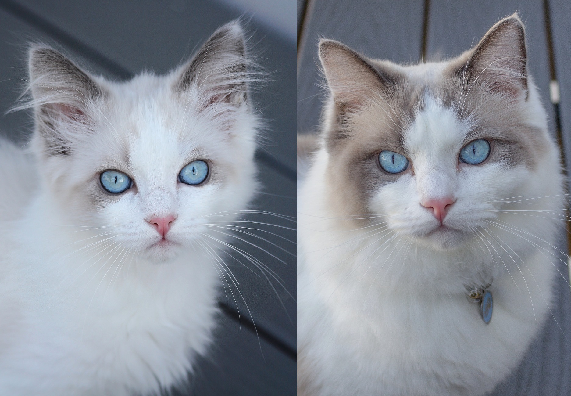 My Cat Sam, Age 13 Weeks Vs 13 Months