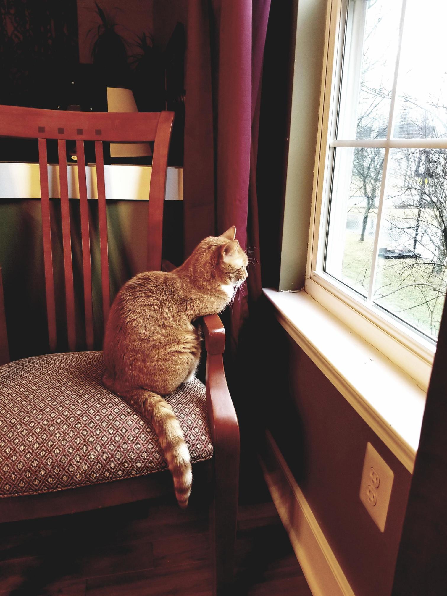 My Cat Sits in This Chair Every Single Morning to Just Gaze Out the Window