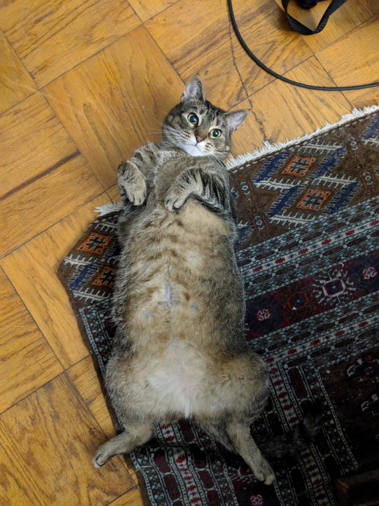 My Cat Trying to Bait Me Into Rubbing Her Belly.