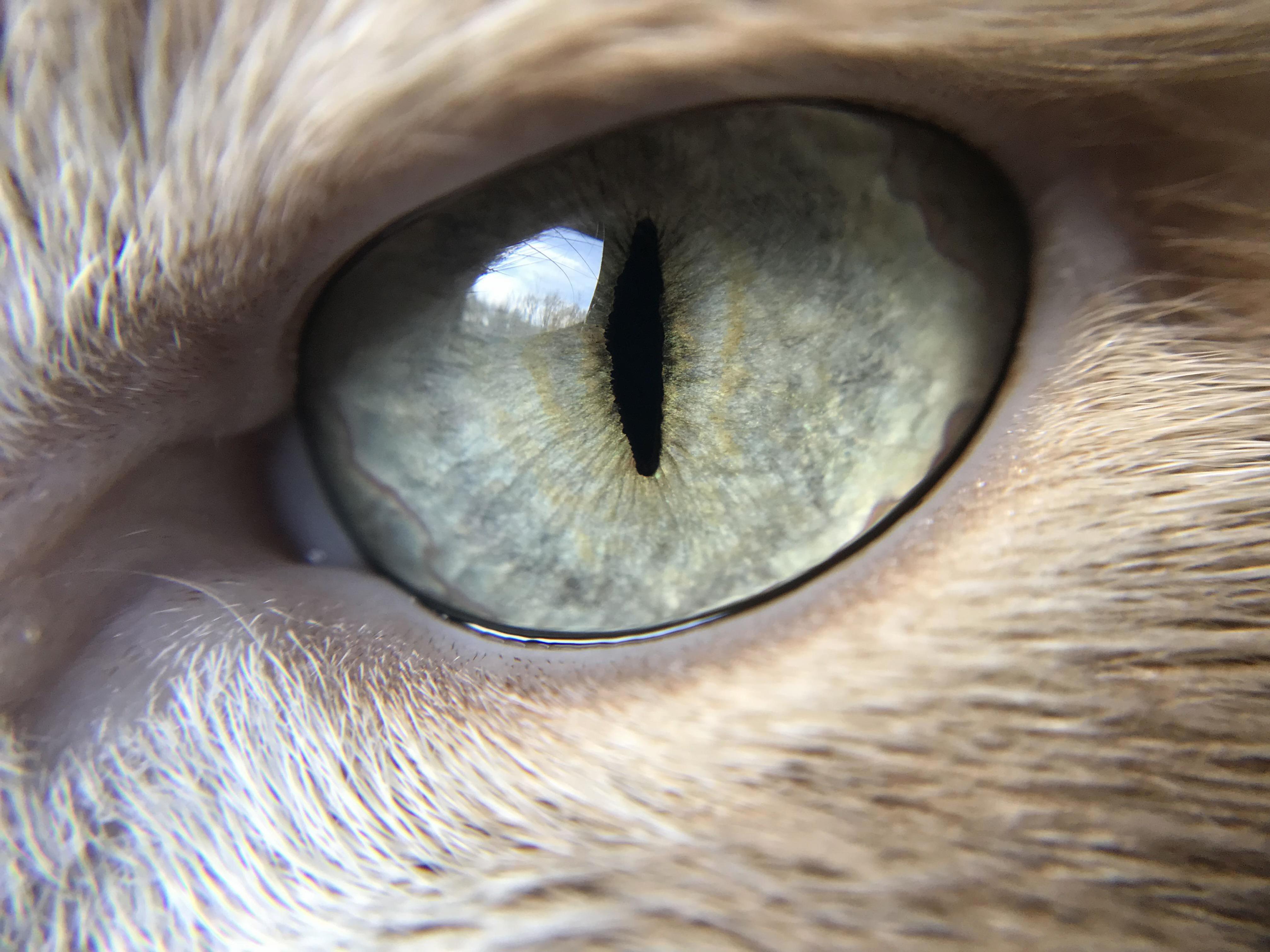 My Cats Eye This Morning