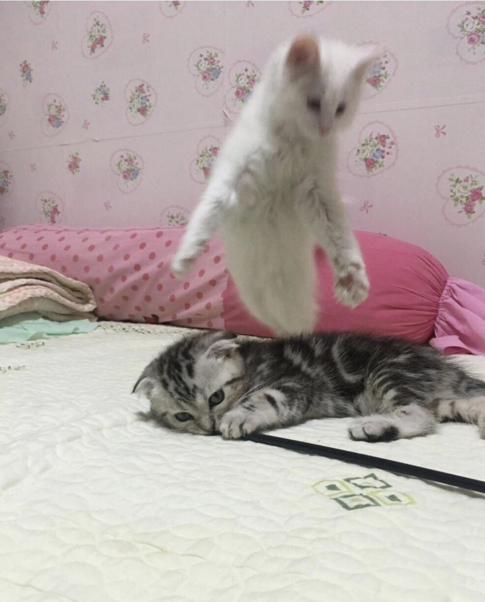 My Cats Soul Is Slipping Away!
