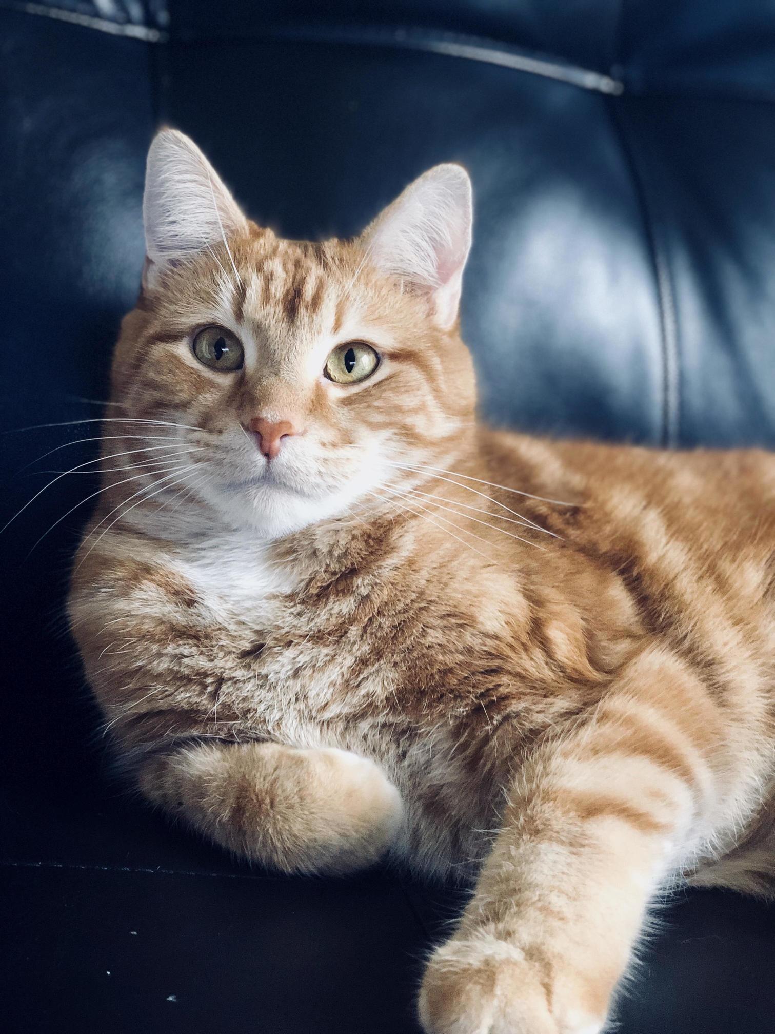 My Chubby Handsome, This Is Cake!