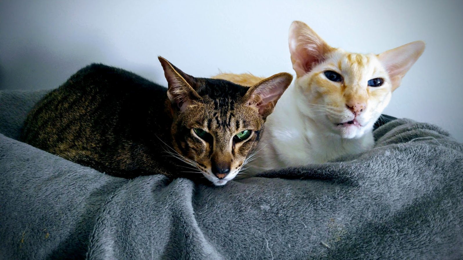My Elderly Oriental Duo