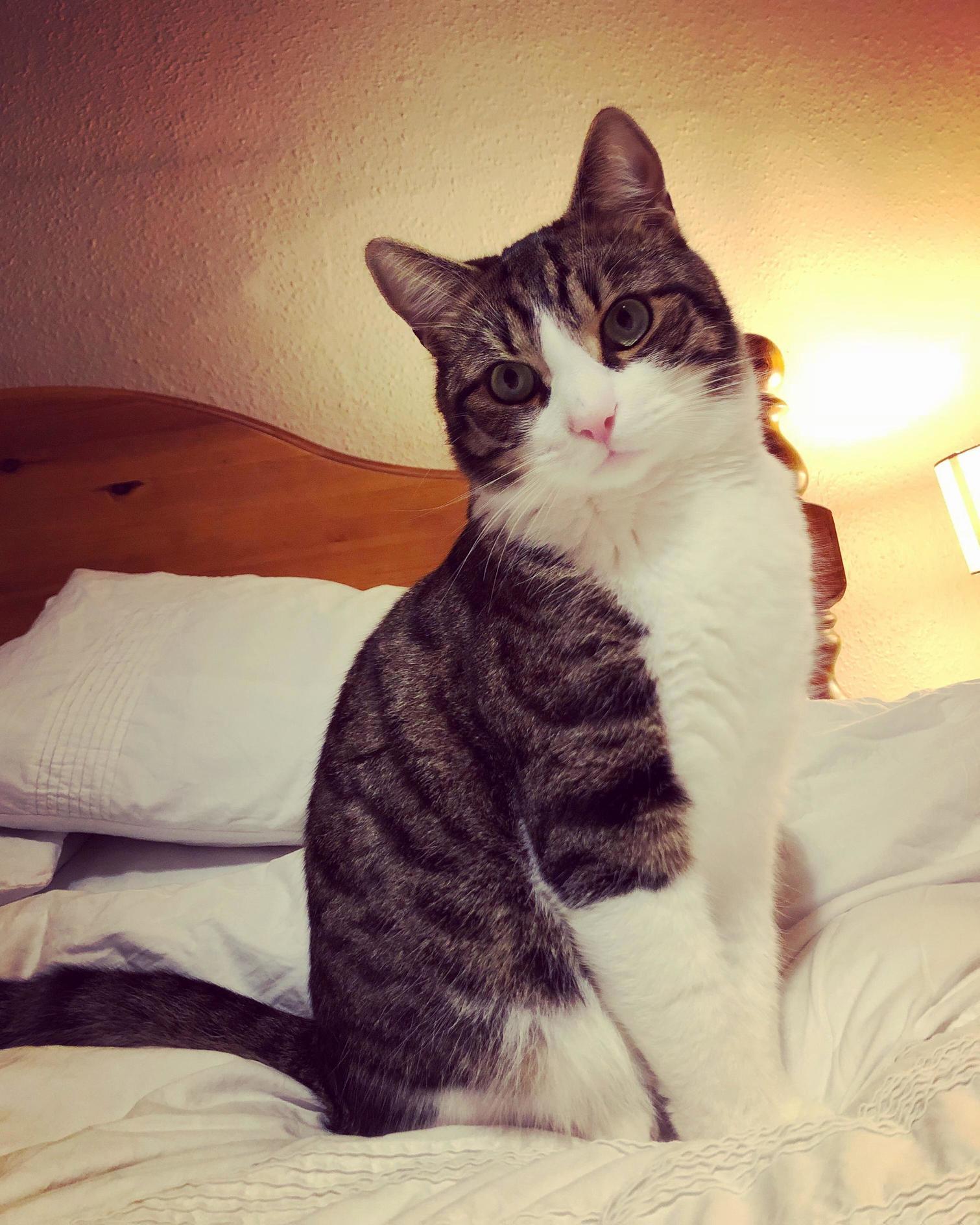 My Elegant Boy