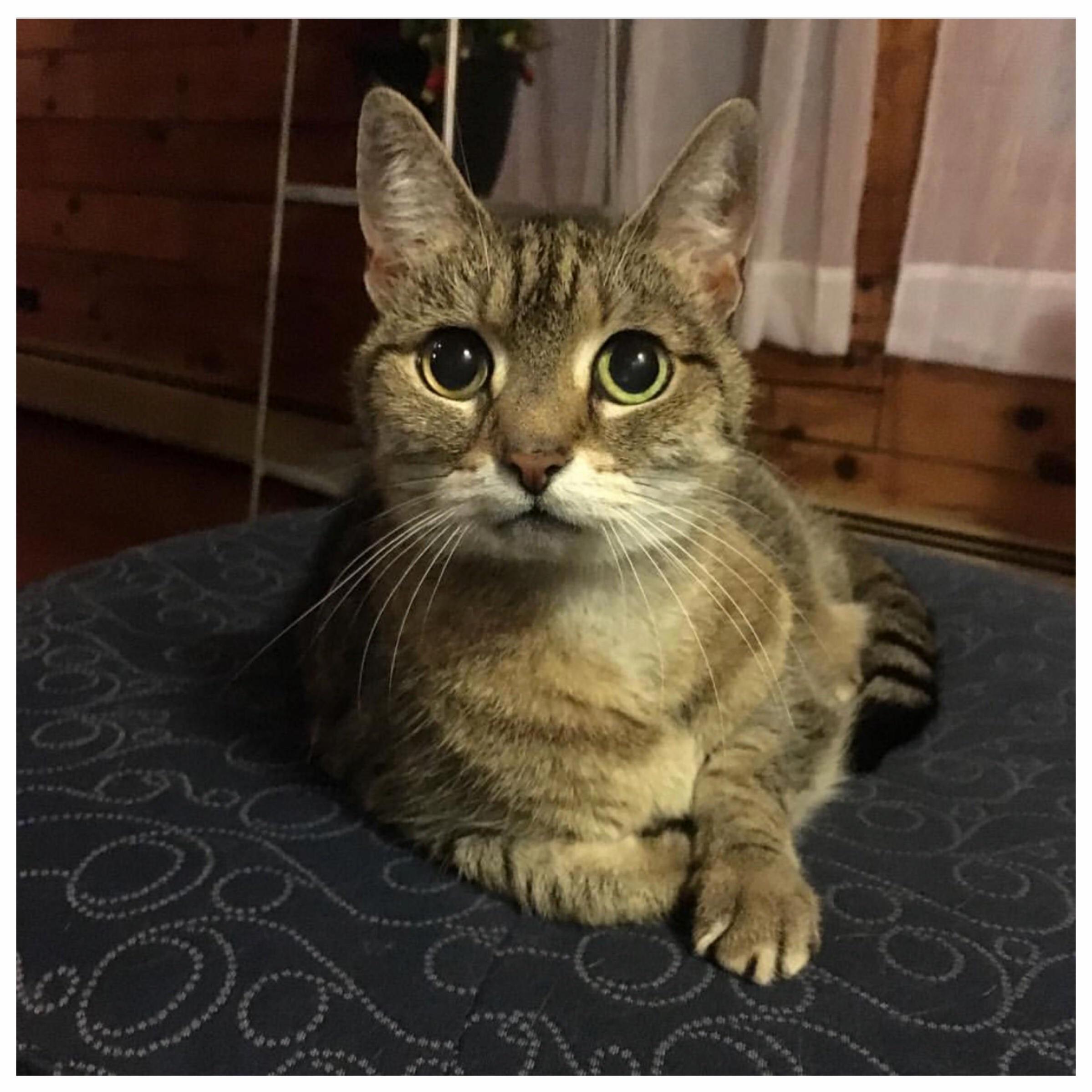 My Family Adopted Her in 2001. Shes Been Losing a Lot of Weight, and Today We Found Out She Has an Abdominal Tumor and Doesnt Have Long Left. Shes 17 Years Young and Lived a Good Life.