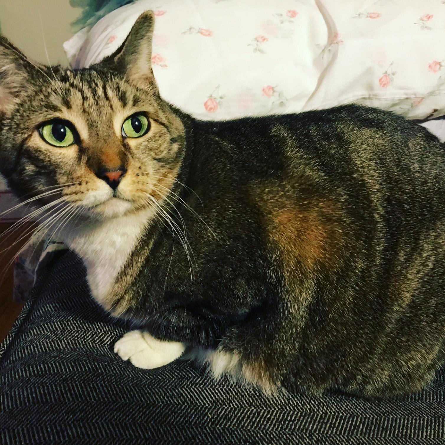 My Favorite House Guest, Miss Olive.