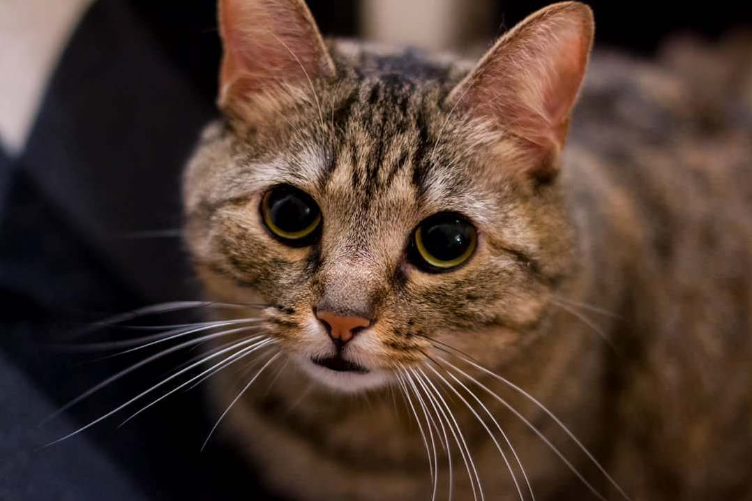 My Friends Kitty, Nala.