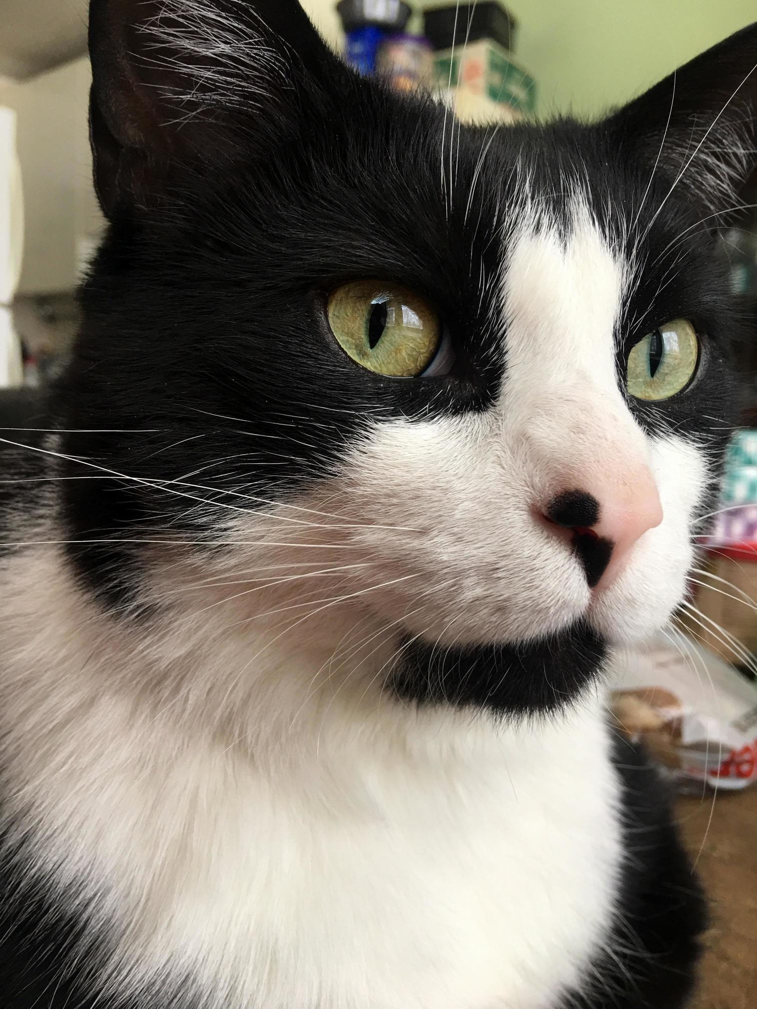 My Fur Baby Gambit