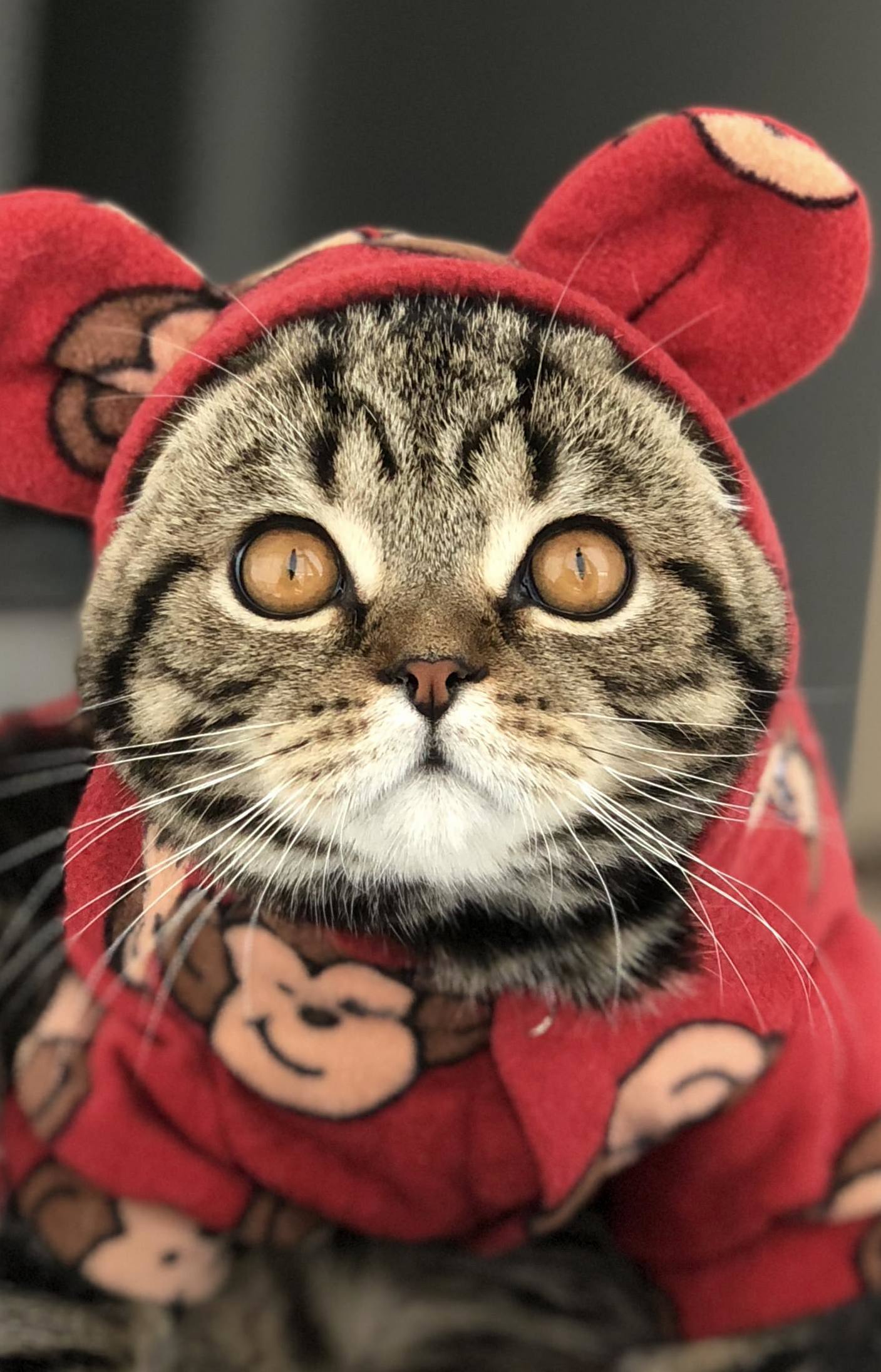 My Guy Walle. Hes a Scottish Fold, So Ears Come Seperatly...
