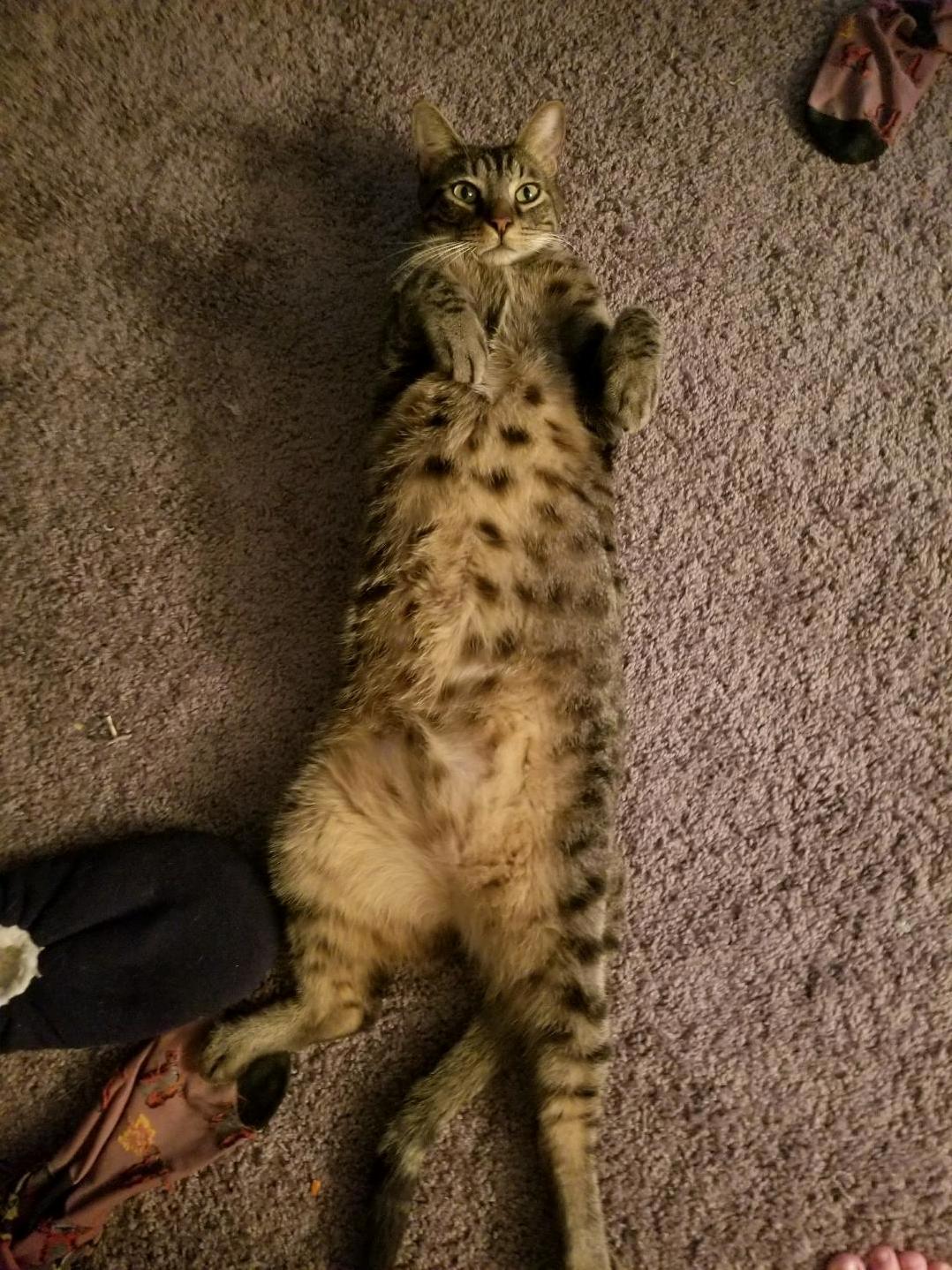 My Handsome Boy, Clarence P Catsworth Iii