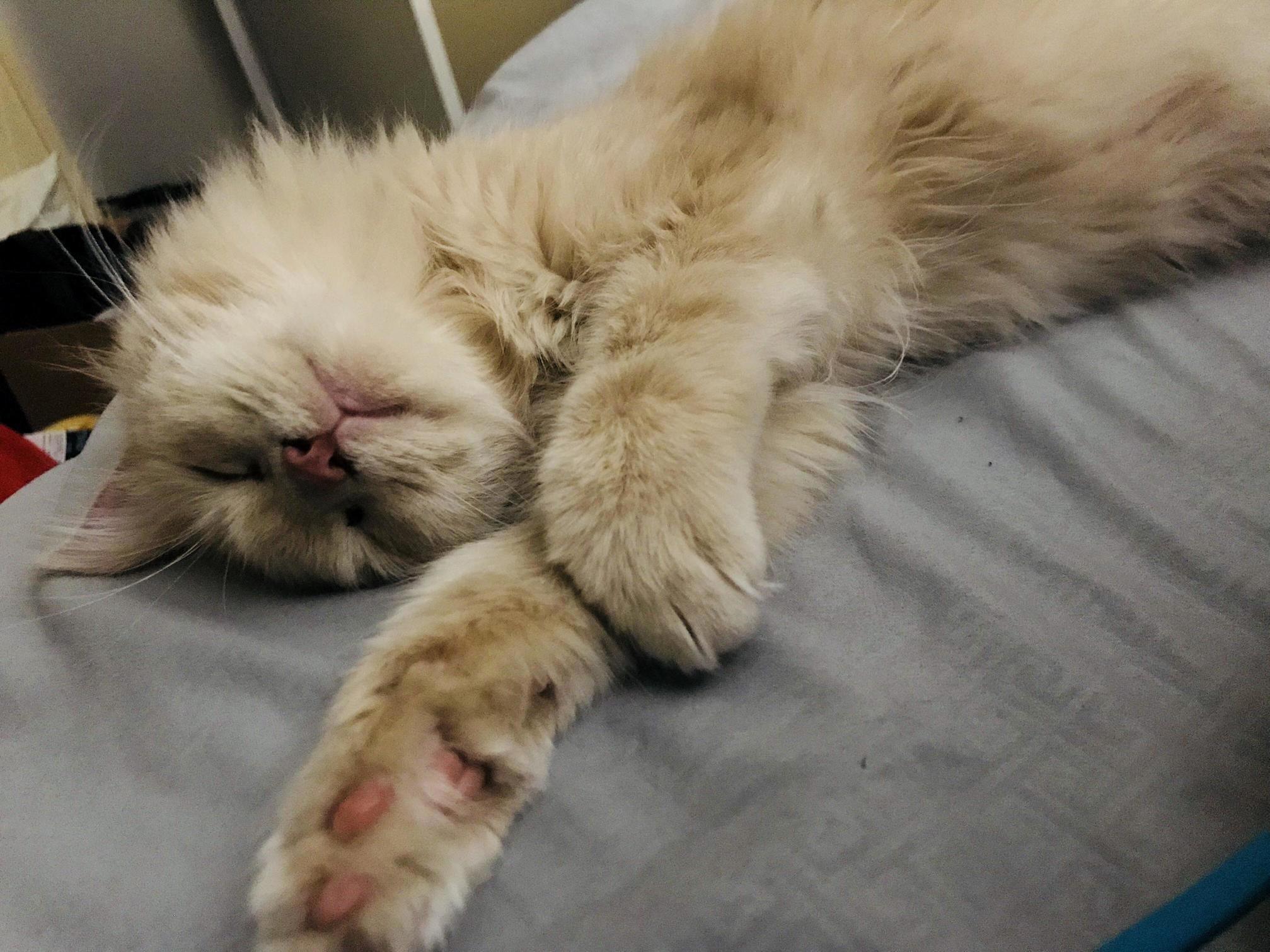 My Husband Had to Work on Valentines Day Night, So Eevee Was My Cuddle Buddy Instead