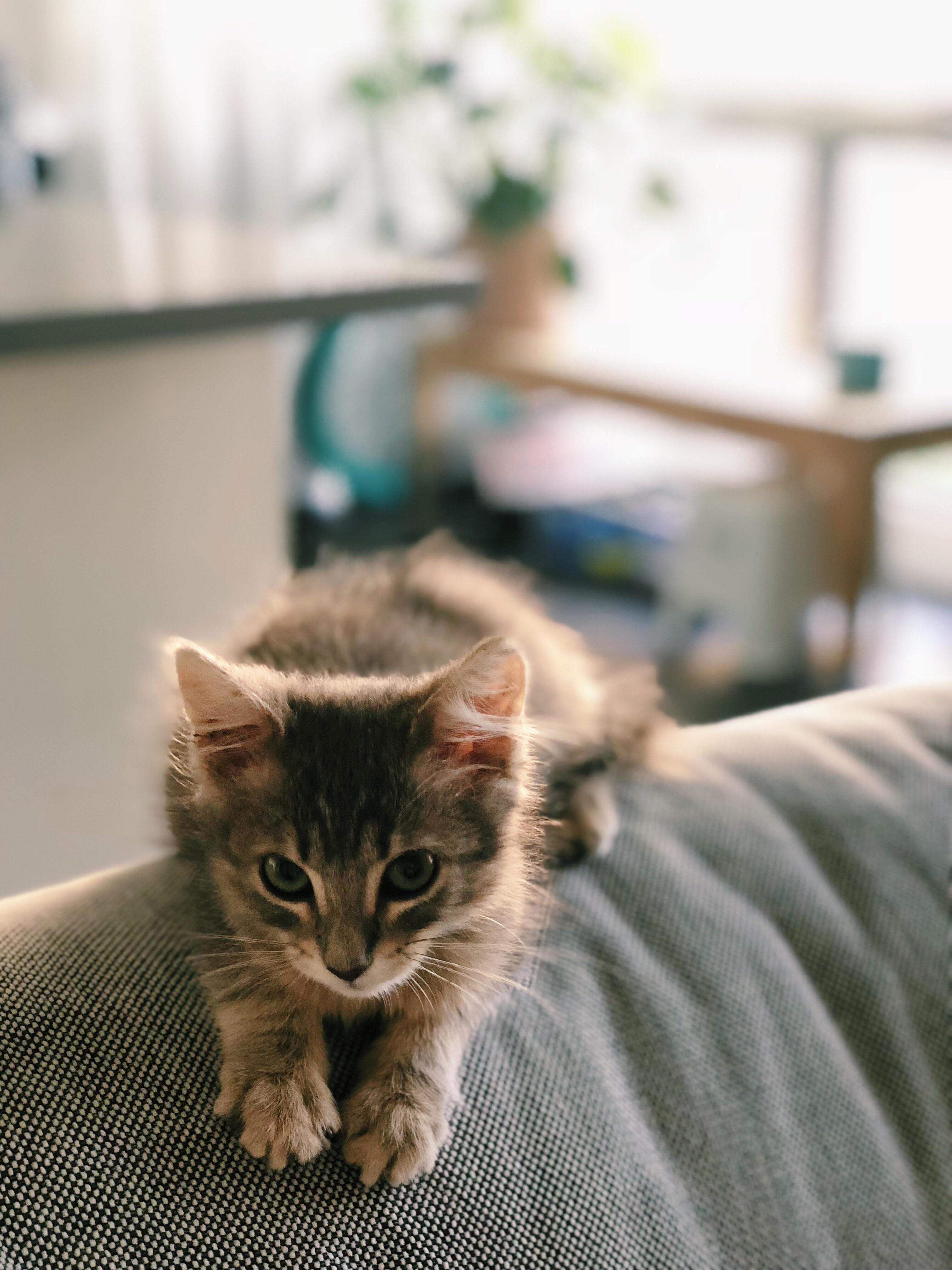 My Kitten, Penelope, Modeling for the Camera