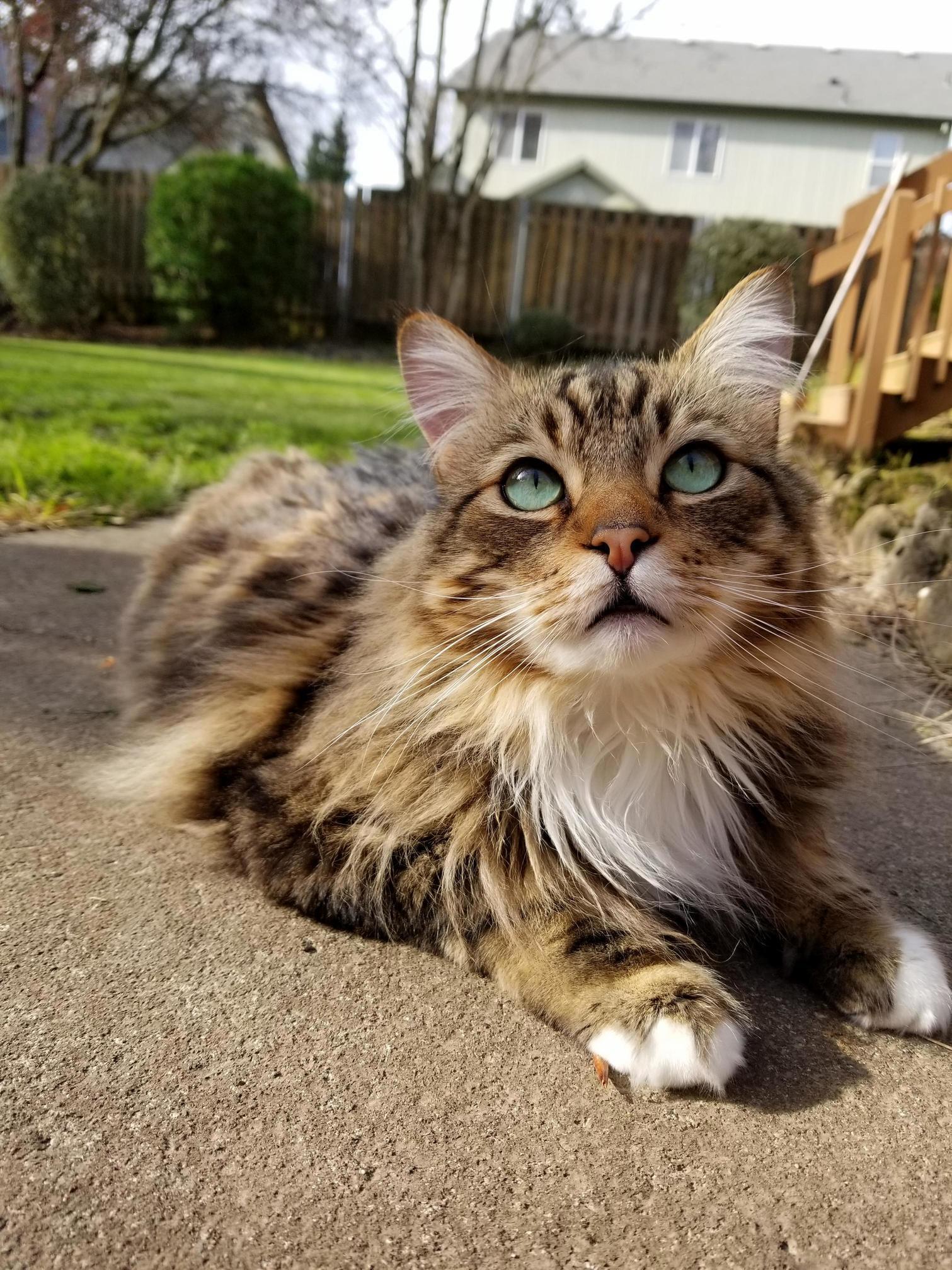 My Kovu