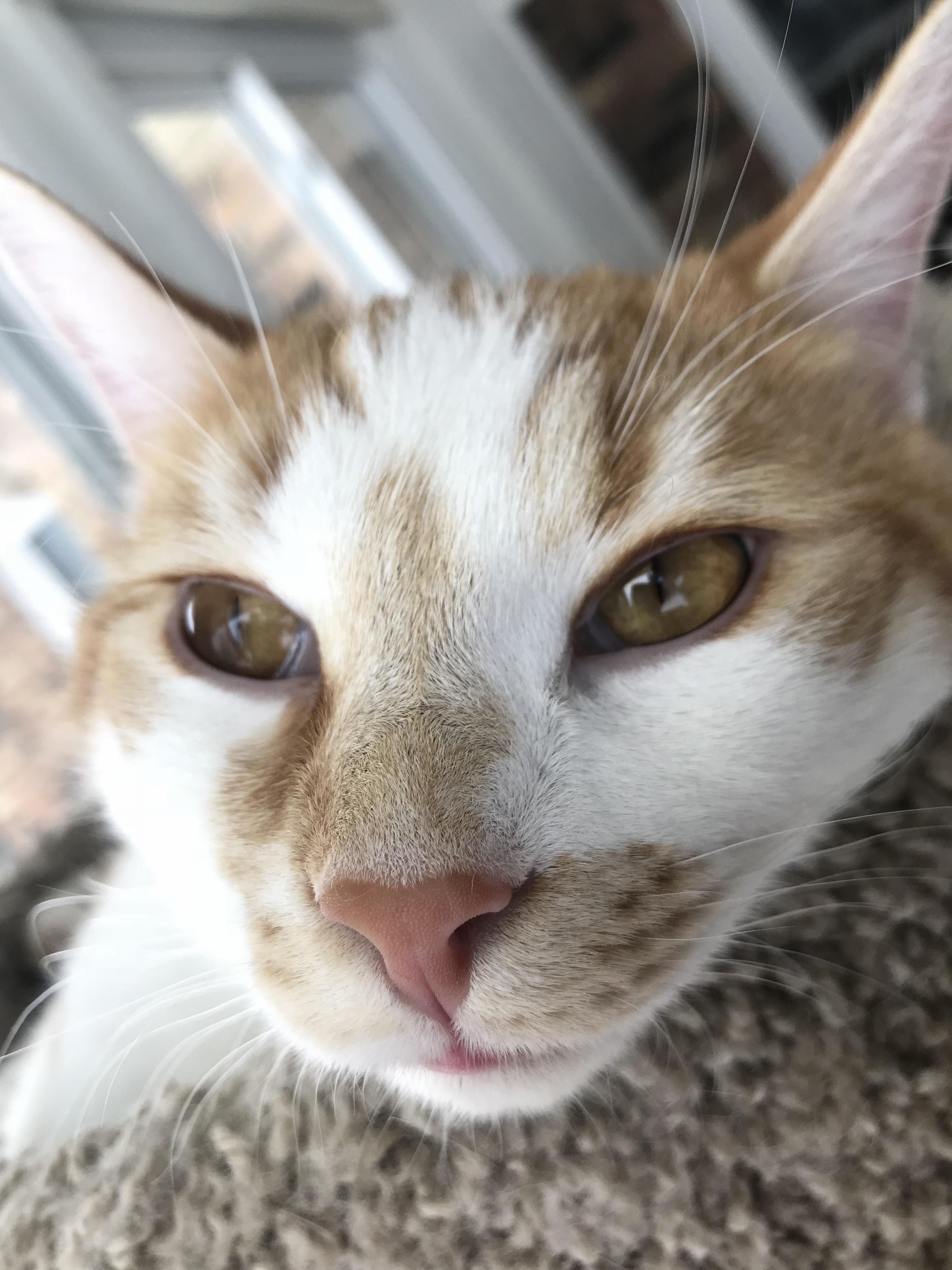 My Lazy Cat Blazer