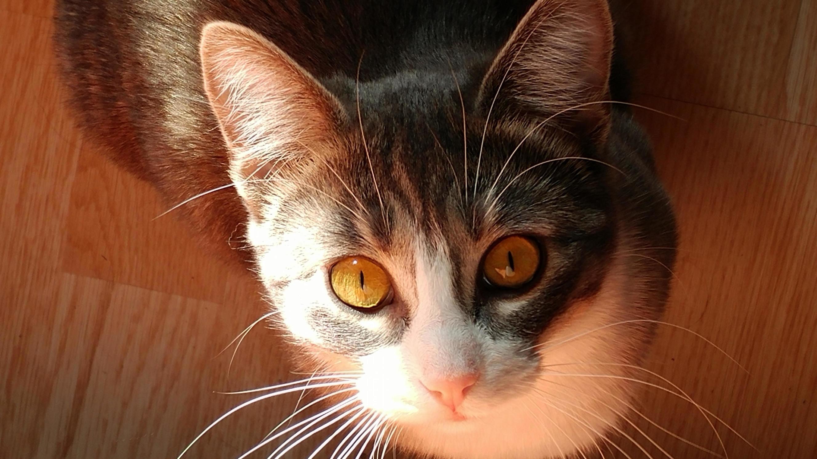 My Little Fire-eyed Ladys Reddit Debut  My Best Friend