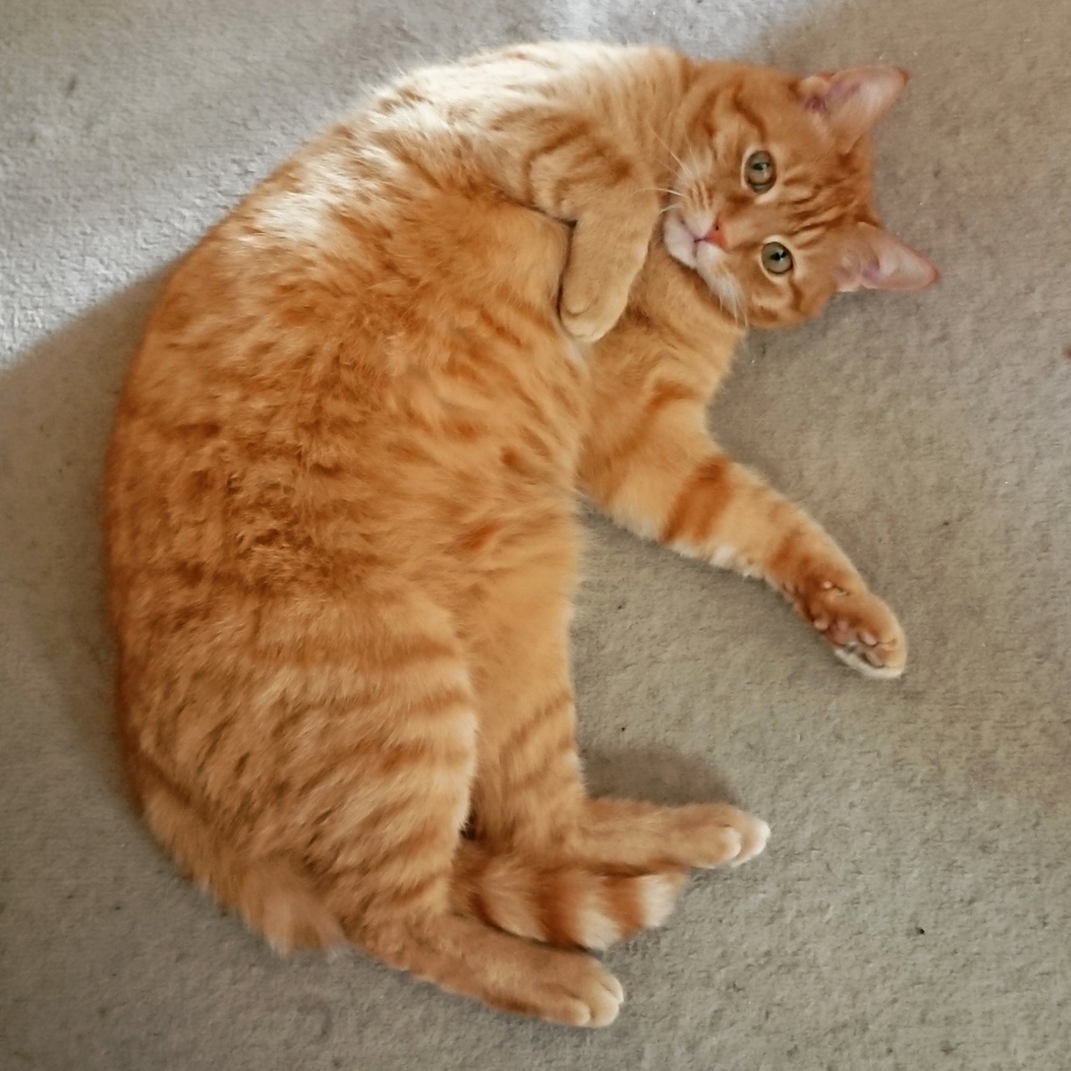 My Little Ginger Pudding, Dave