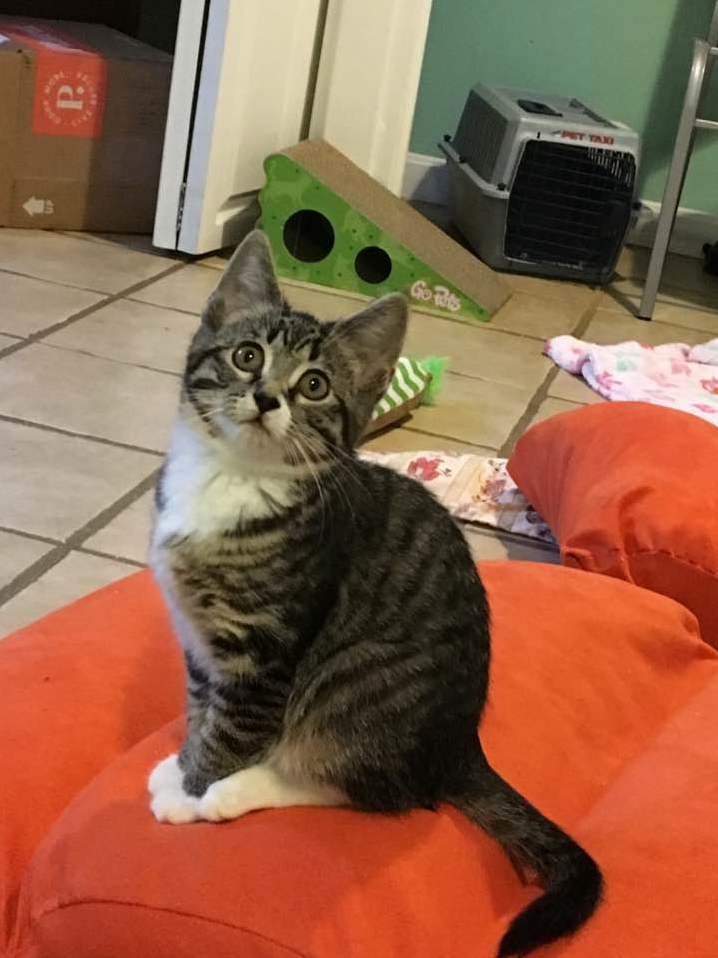 My Little Mako When She Was Still Just a Foster Cat That I Didnt Know ID Be Keeping Forever.