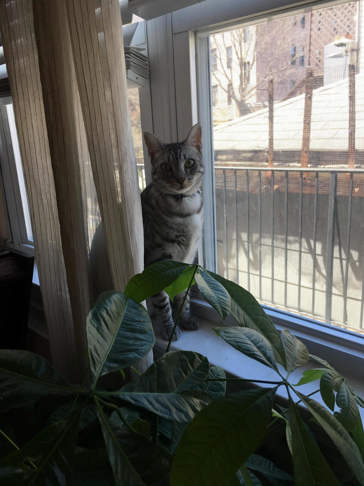 My Little Man Manchego Loves to People Watch and Chill Next to a Money Tree He Has Claimed As His Own.