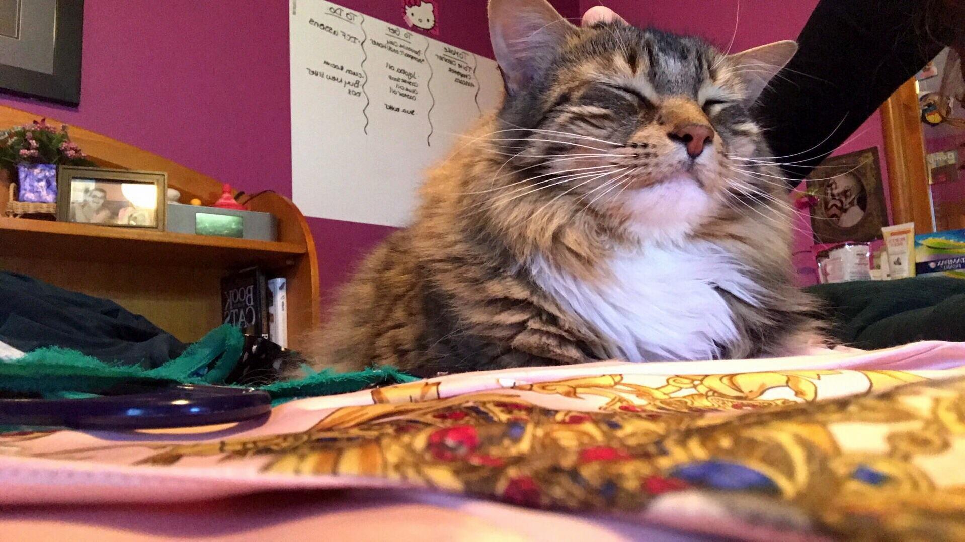 My Majestic Prince, Kovu