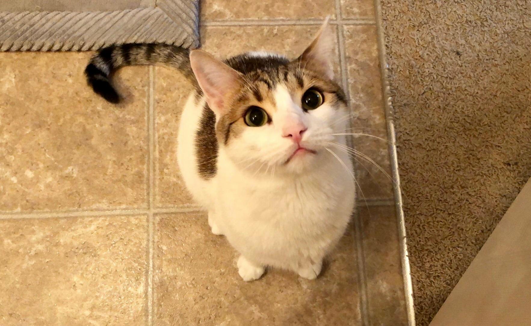 My Male Calico, Archer. He Is a Rare Boy.
