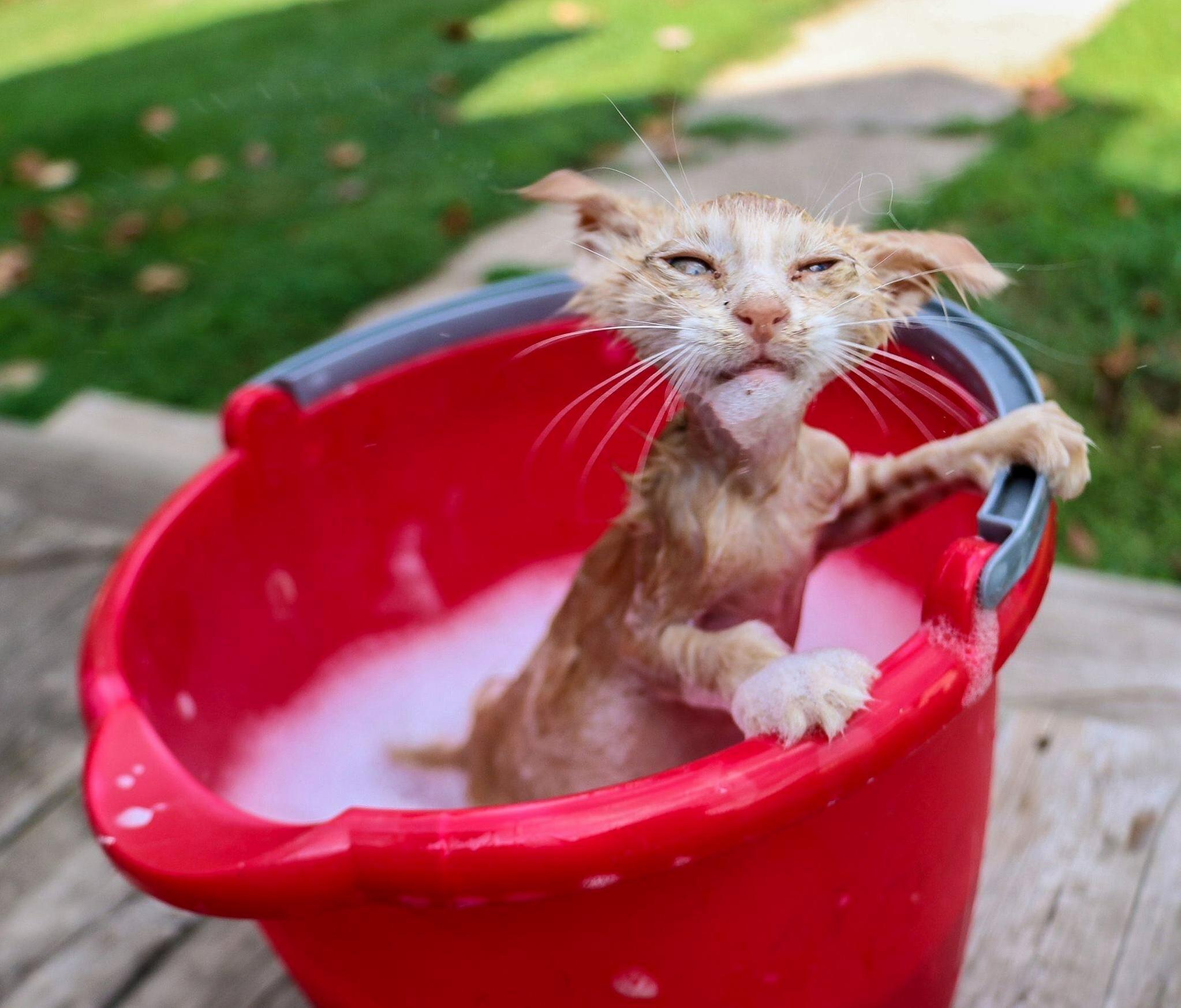 My Mother Captured This Photo Last Summer of Our Foster Kitty, James.