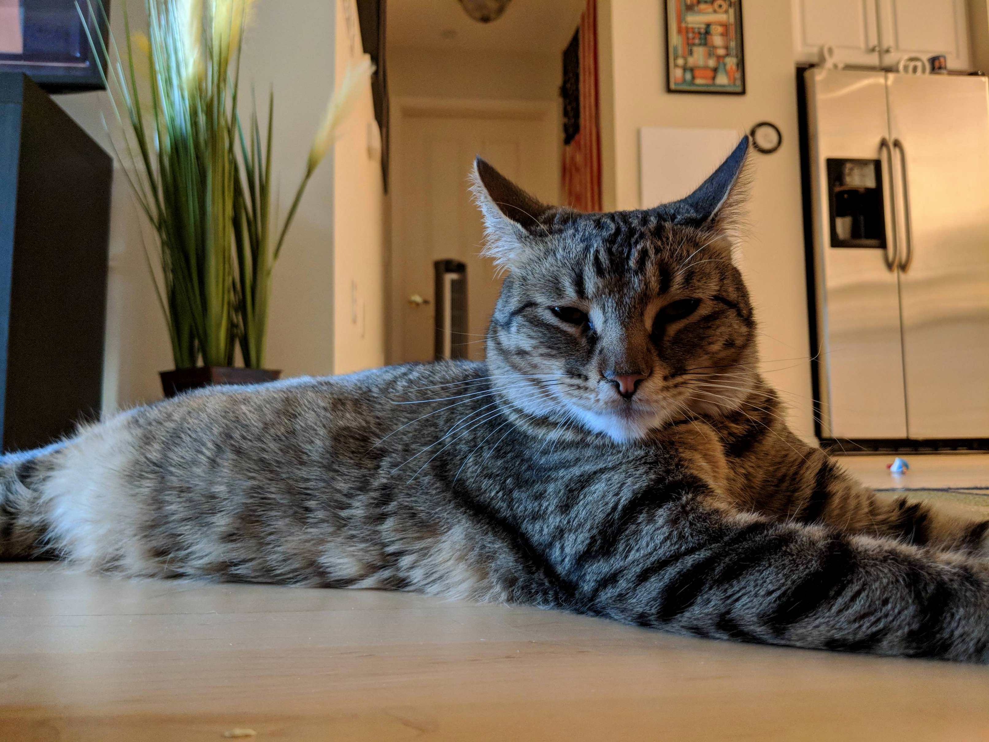 My New Tabby, Apollo 3
