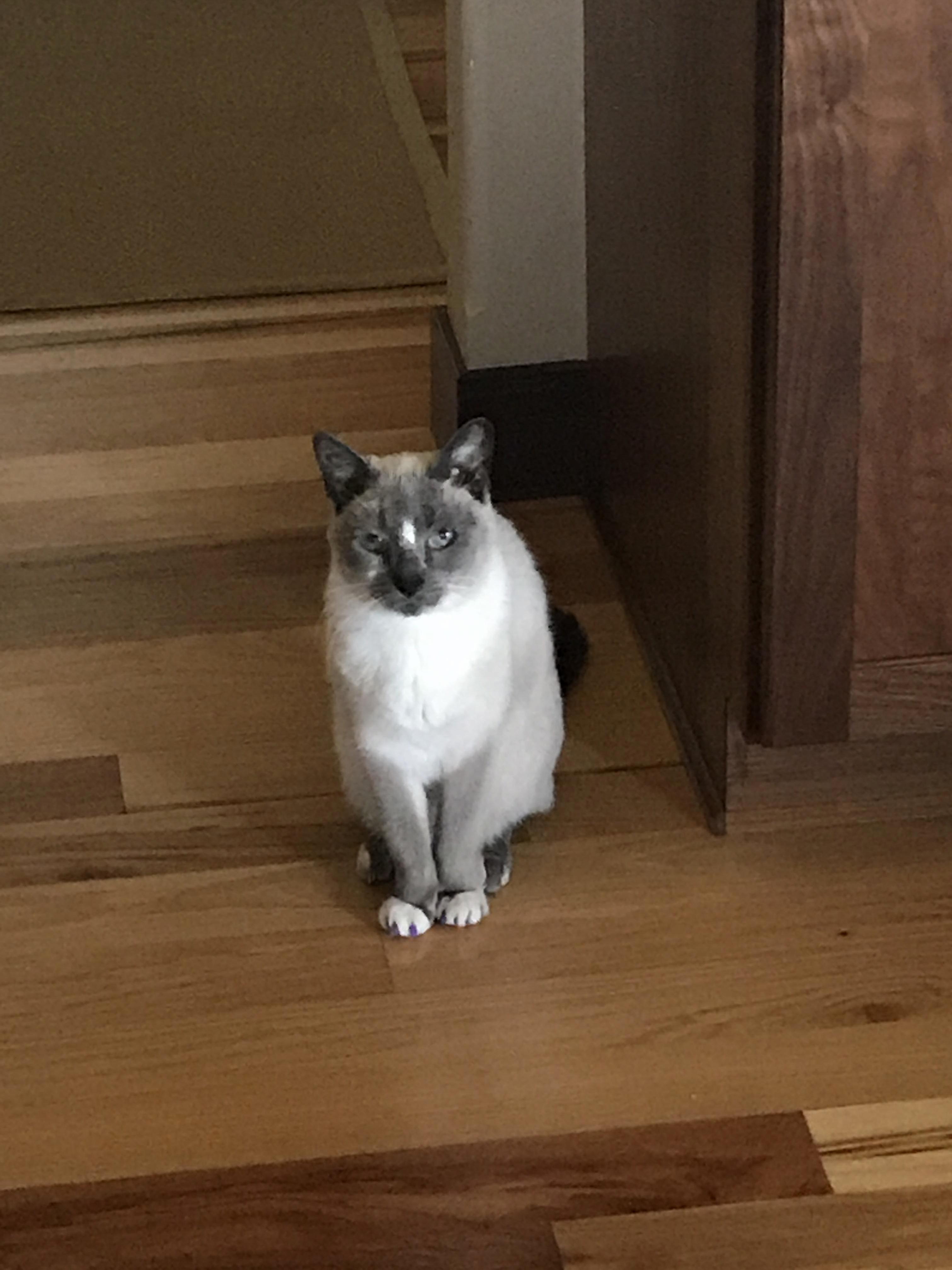 My Old Girl Mimi, 12.75 Years Old Has Been Diagnosed with Kidney Failure Again. We Are Starting Sub-q Fluids and Antibiotics (for a Upper Respiratory Infection). Please Send Her Some Get Well Vibes.
