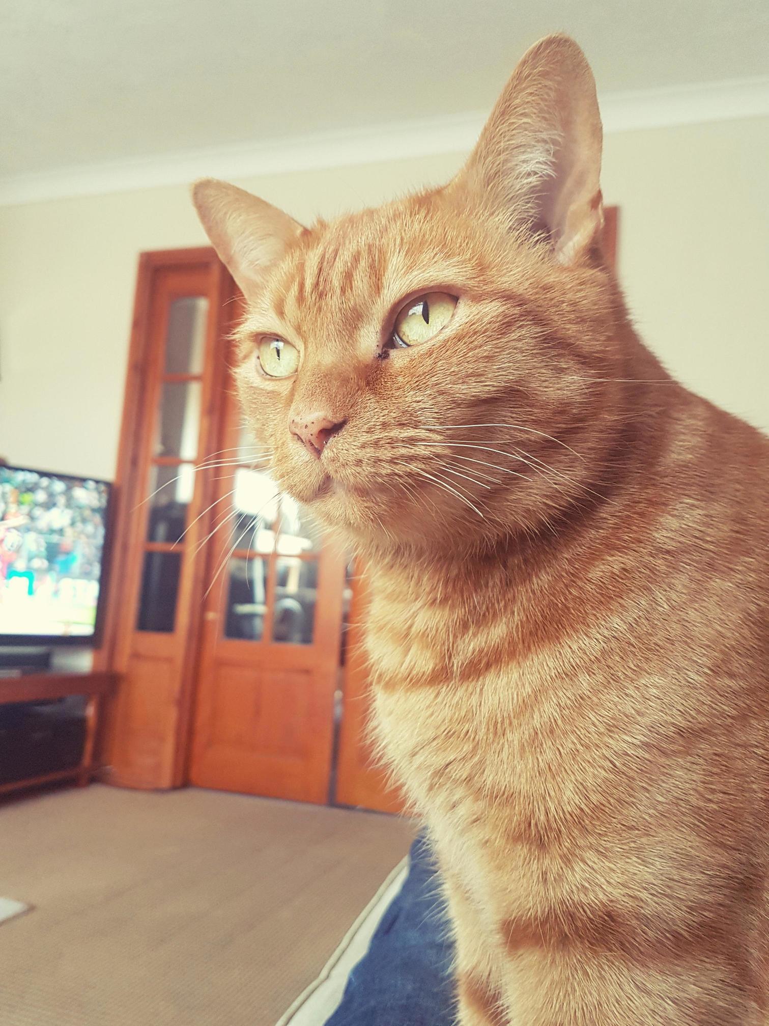 My Old Pal Dexter
