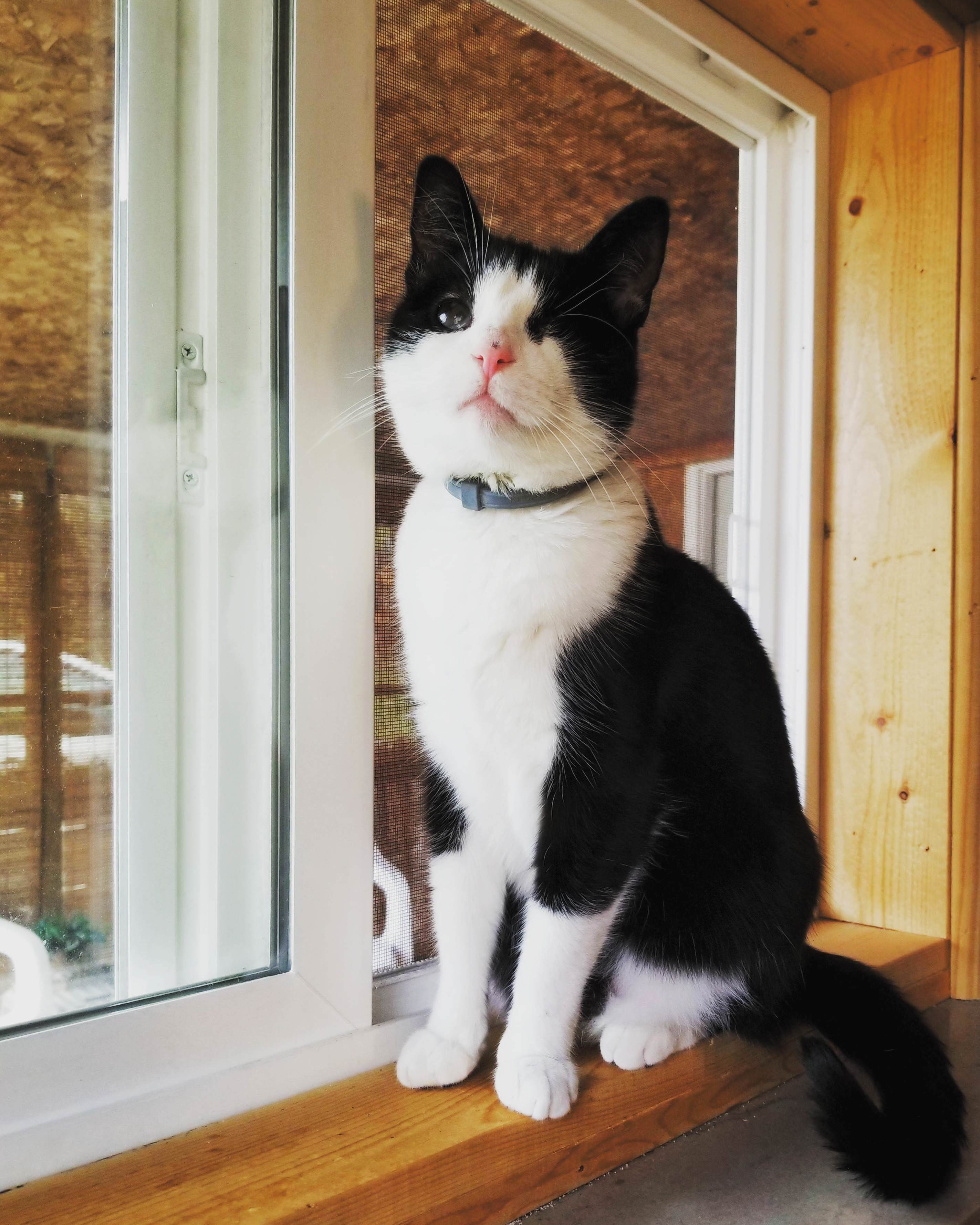 My One-eyed Tuxie Enjoying the Nice Weather.