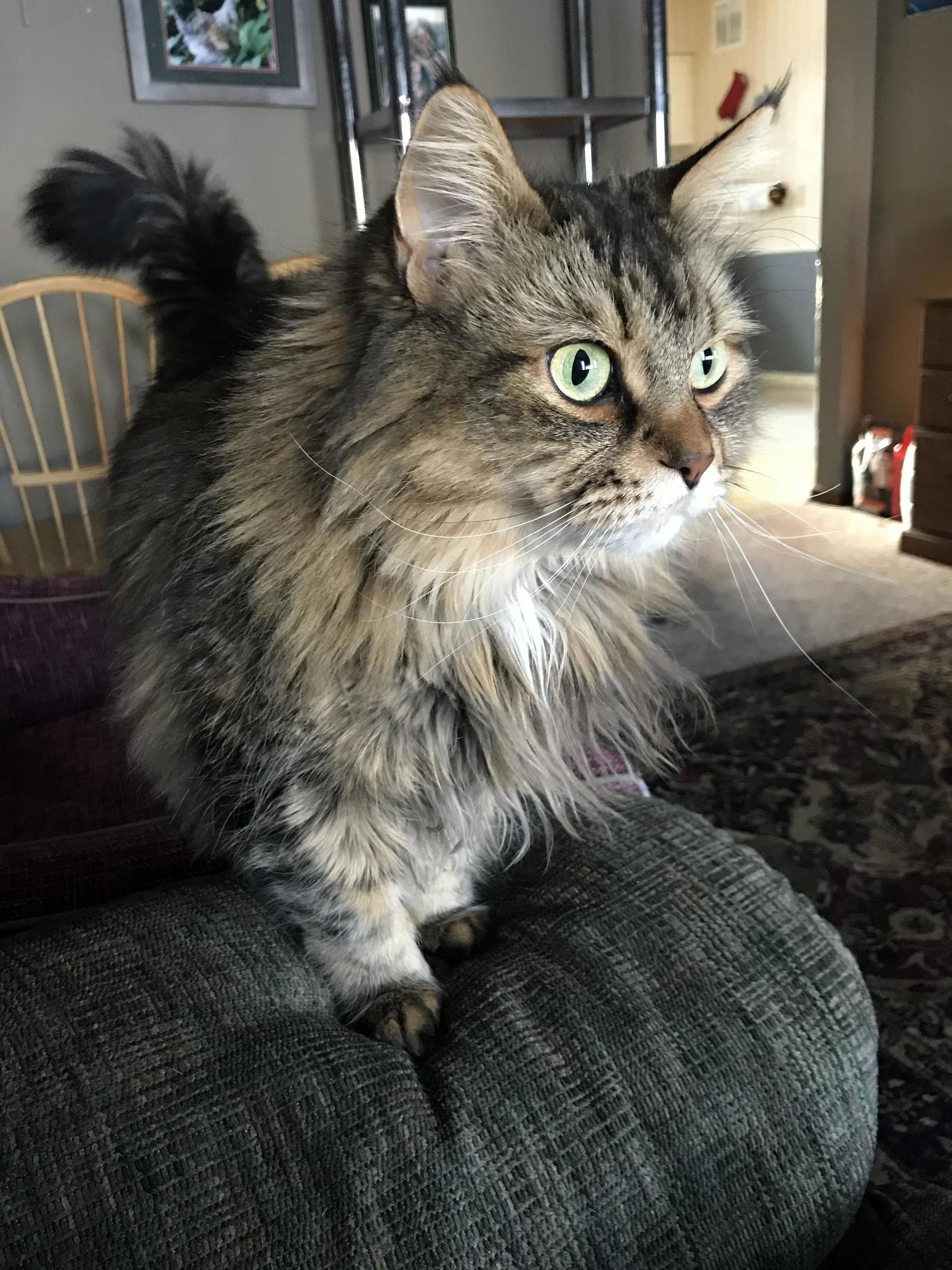 My Pretty Kitty with the Green Eyes