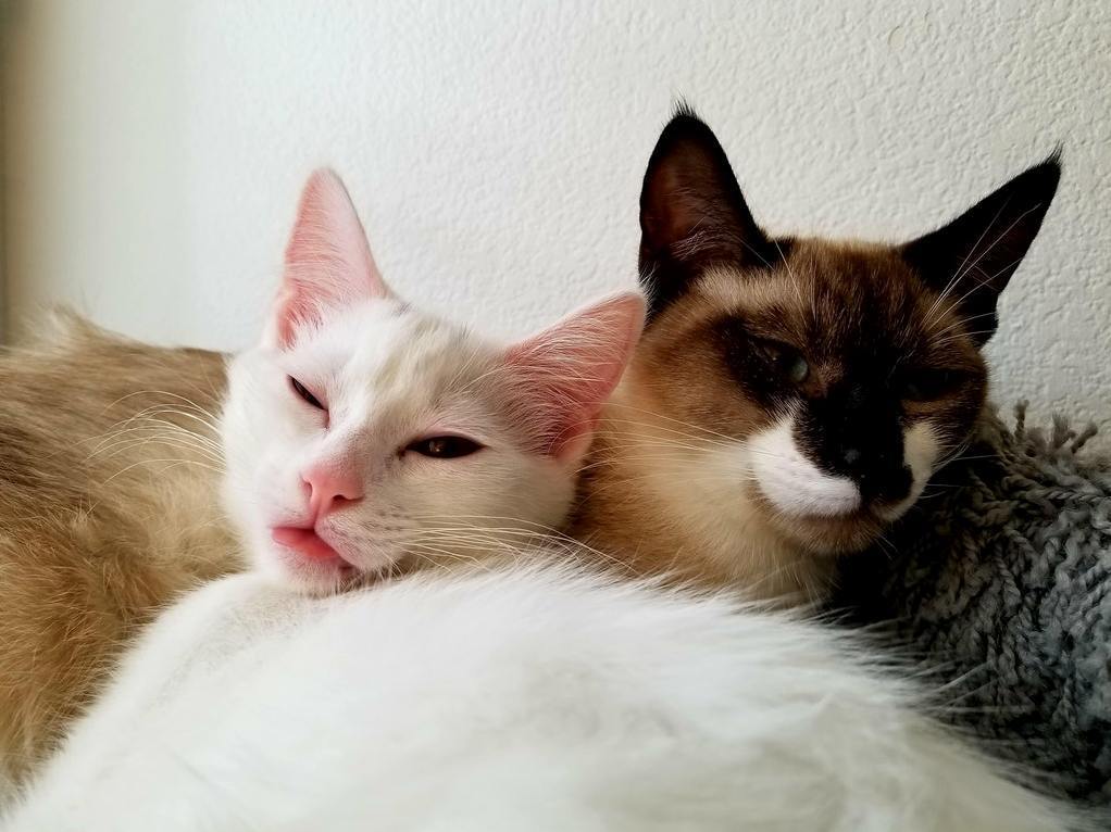 My Purring Valentines