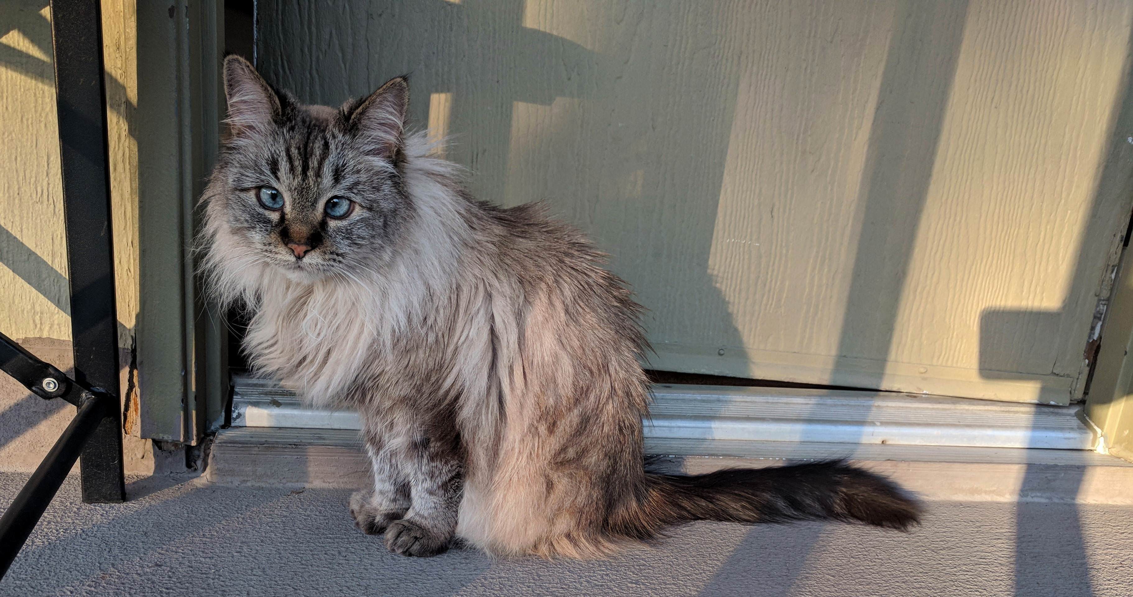My Small Floof Likes Sunsets