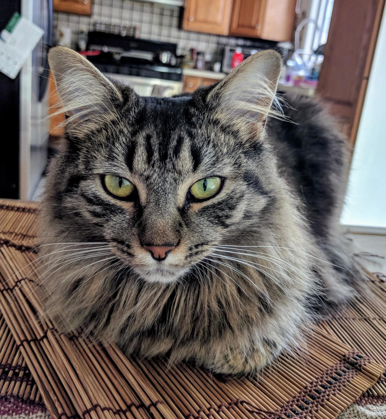My Spoiled Cat Likes to Sit on the Dinner Table