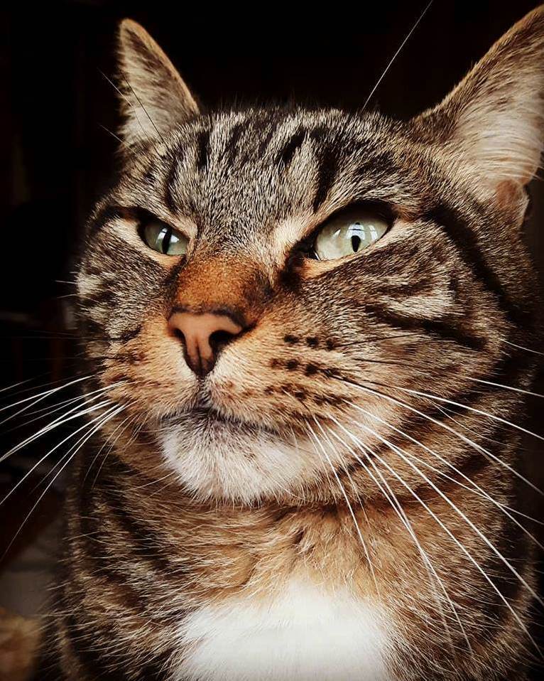 My Stripey Boy Pixel. Slightly Confused or Suspicious About Something.
