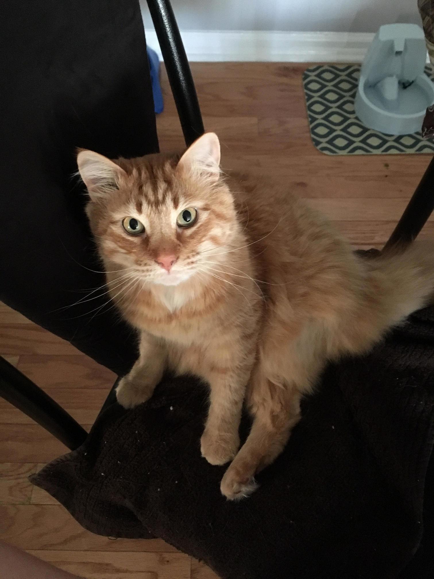 My Three Legged Lord, Tyrion, Waiting to Be Pet.