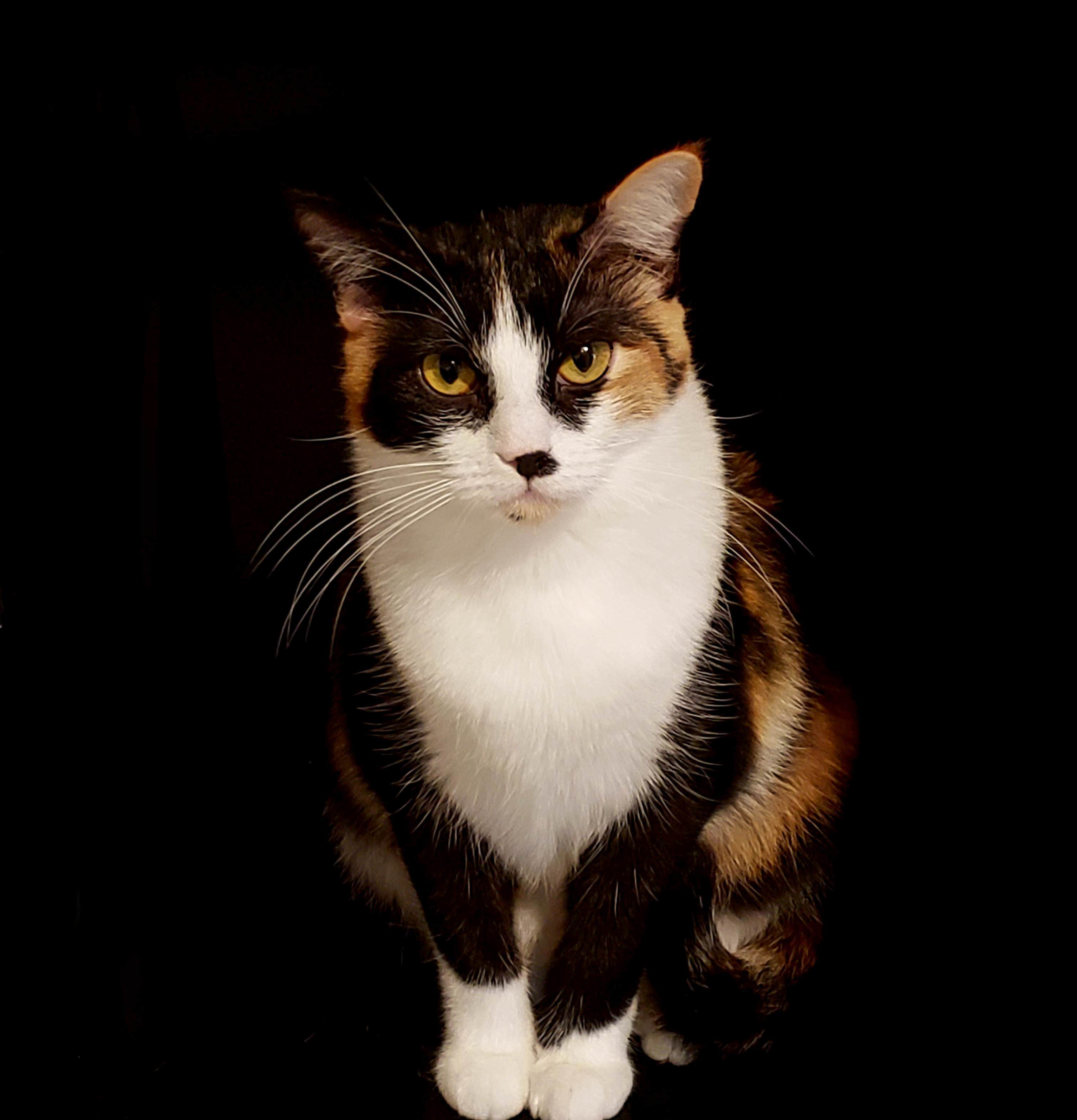 My Tiny Little Queen Chi-chi