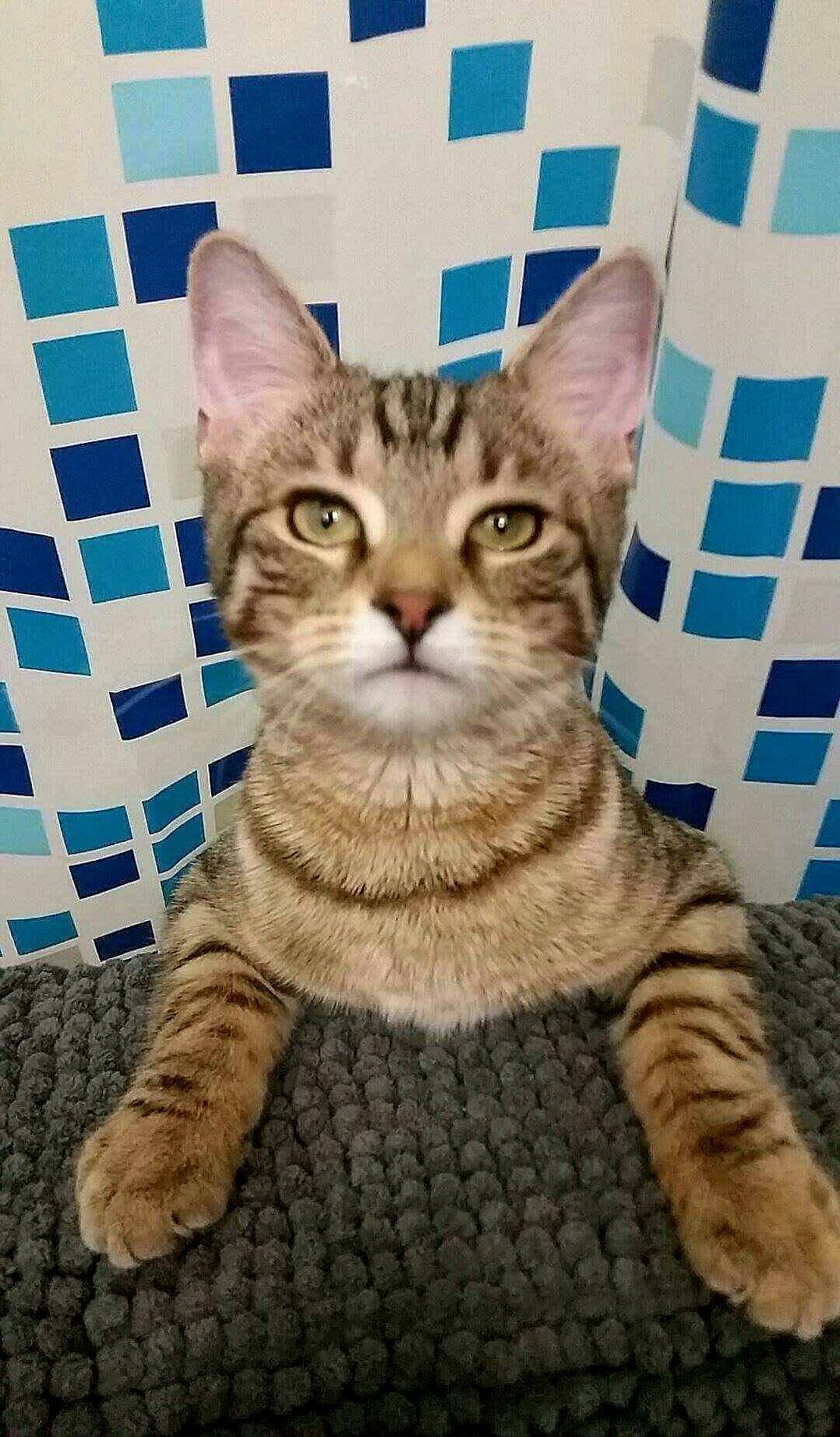 My Toby As a Kitten!