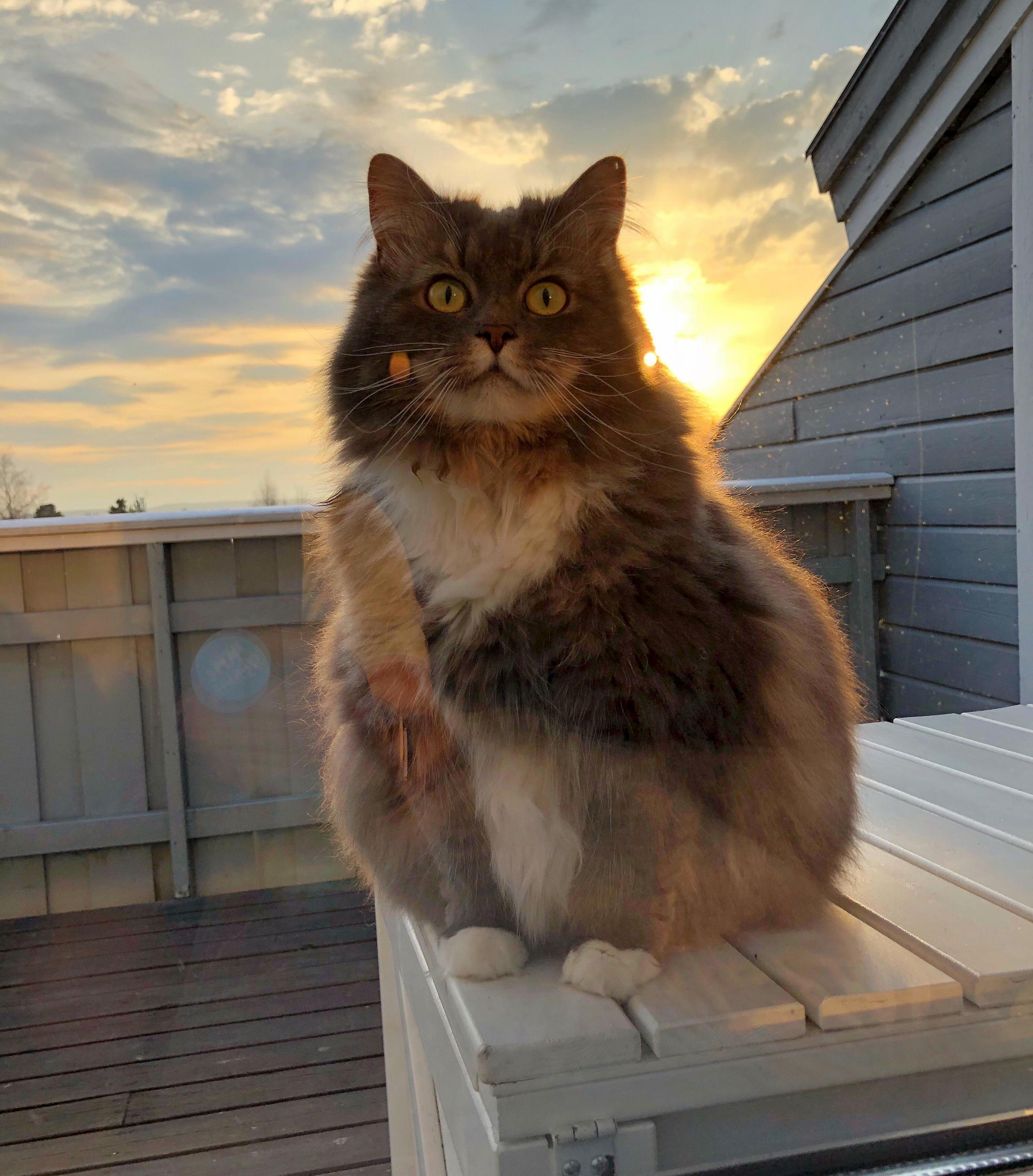 Nala Peeping in the Window