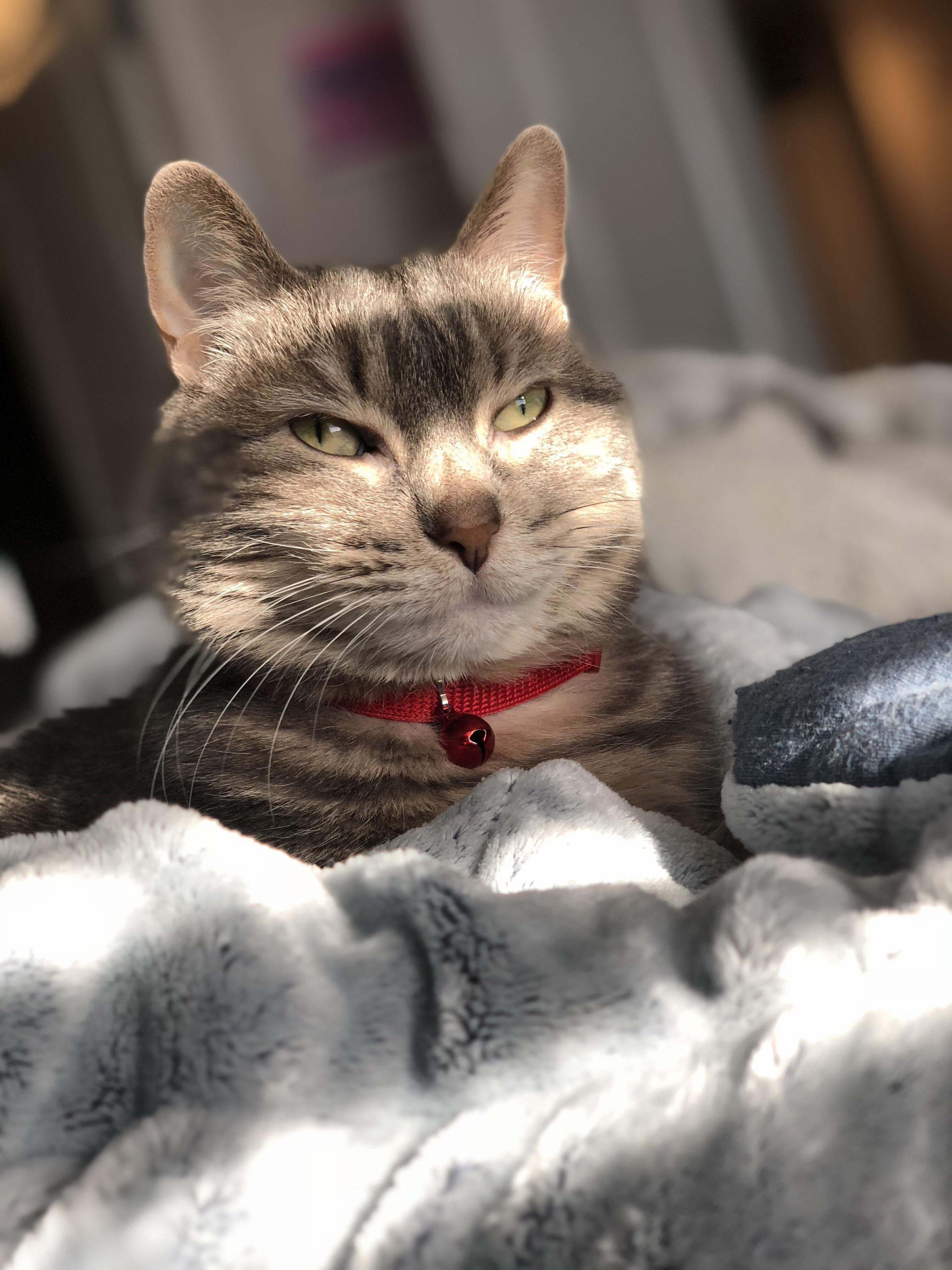 Nap Successful