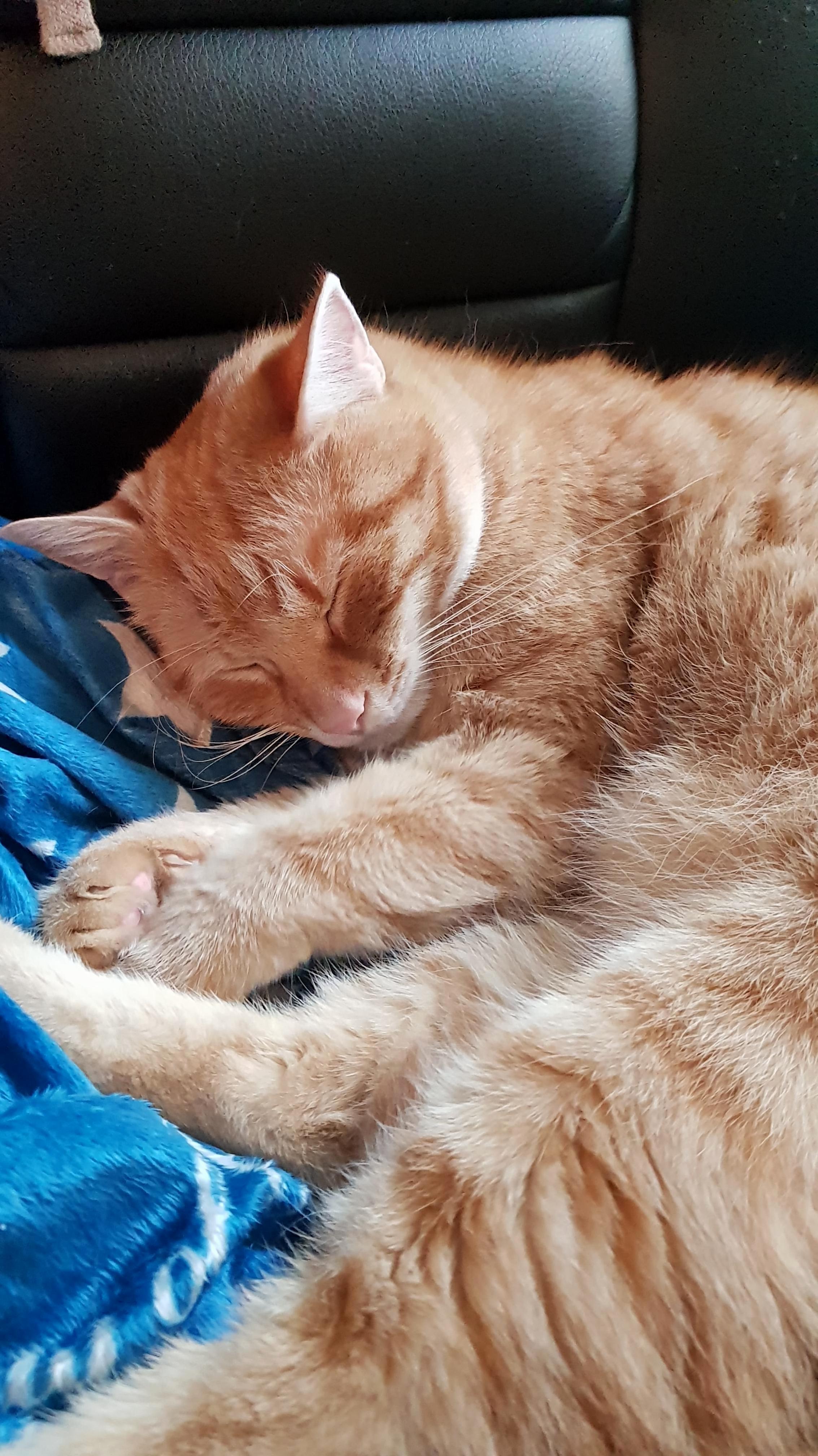 Nap Time for Simba!