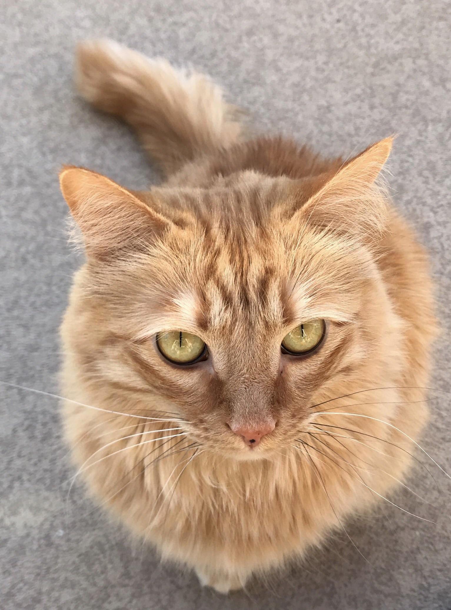 Nearly Four Years Ago, a Small Kitten with a Broken Leg Claimed Me As His. Heres My Best Buddy.